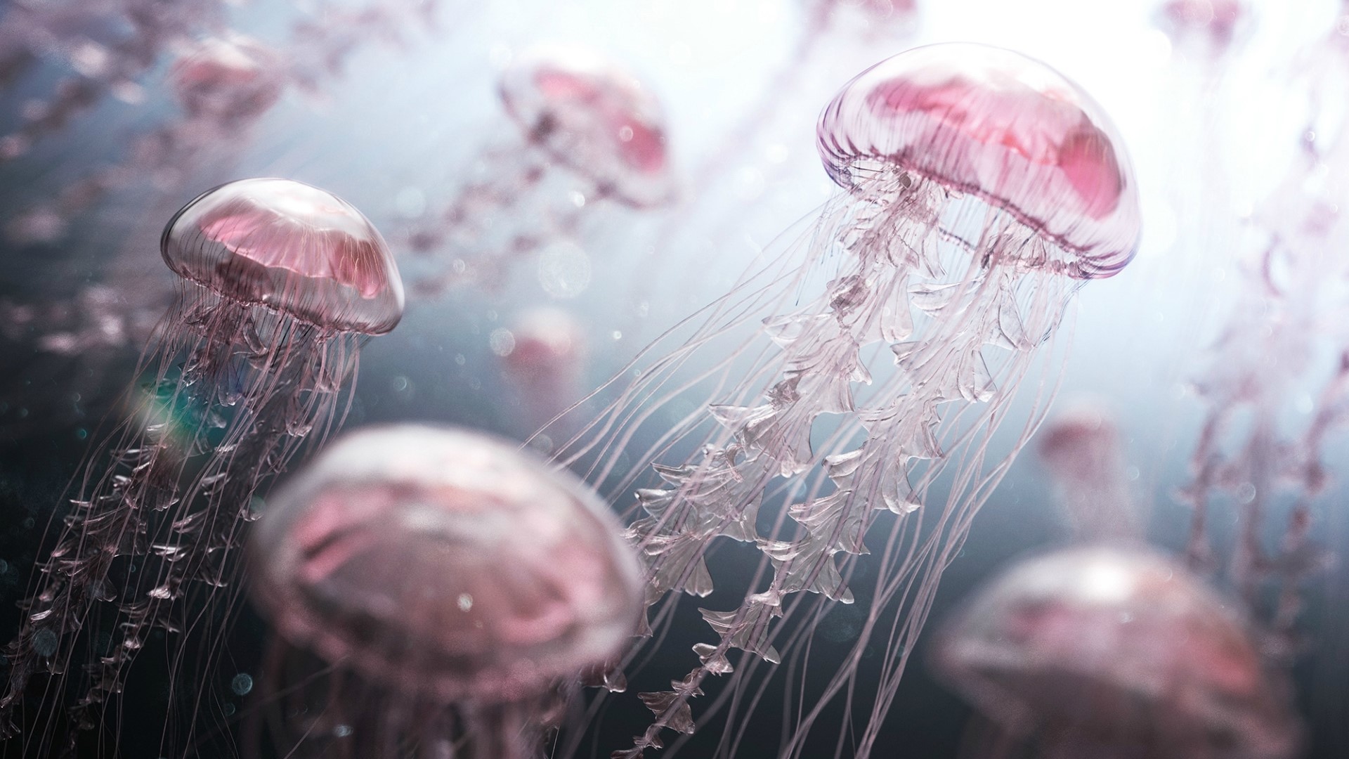 Pink Jellyfish Underwater Digital Artwork HD Wallpaper