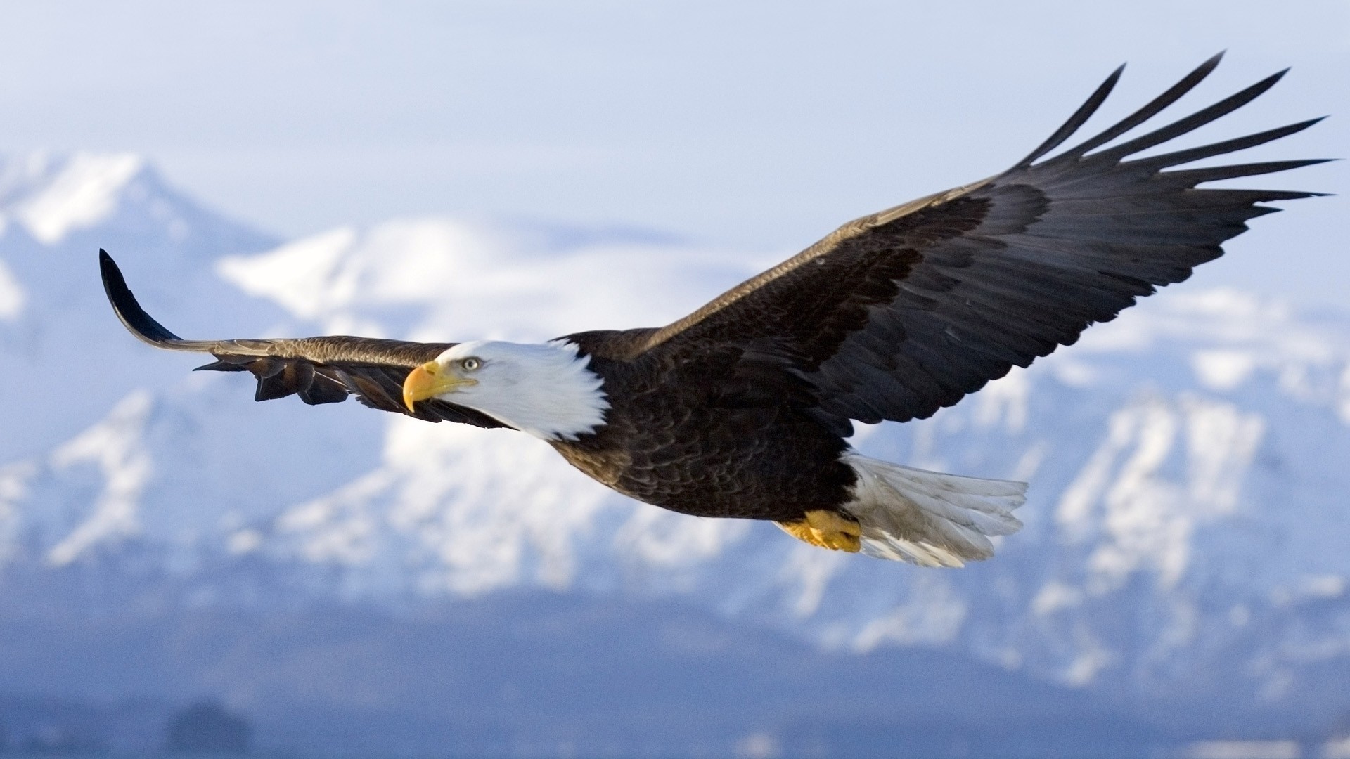 Bald Eagle in Flight Over Mountains HD Wallpaper