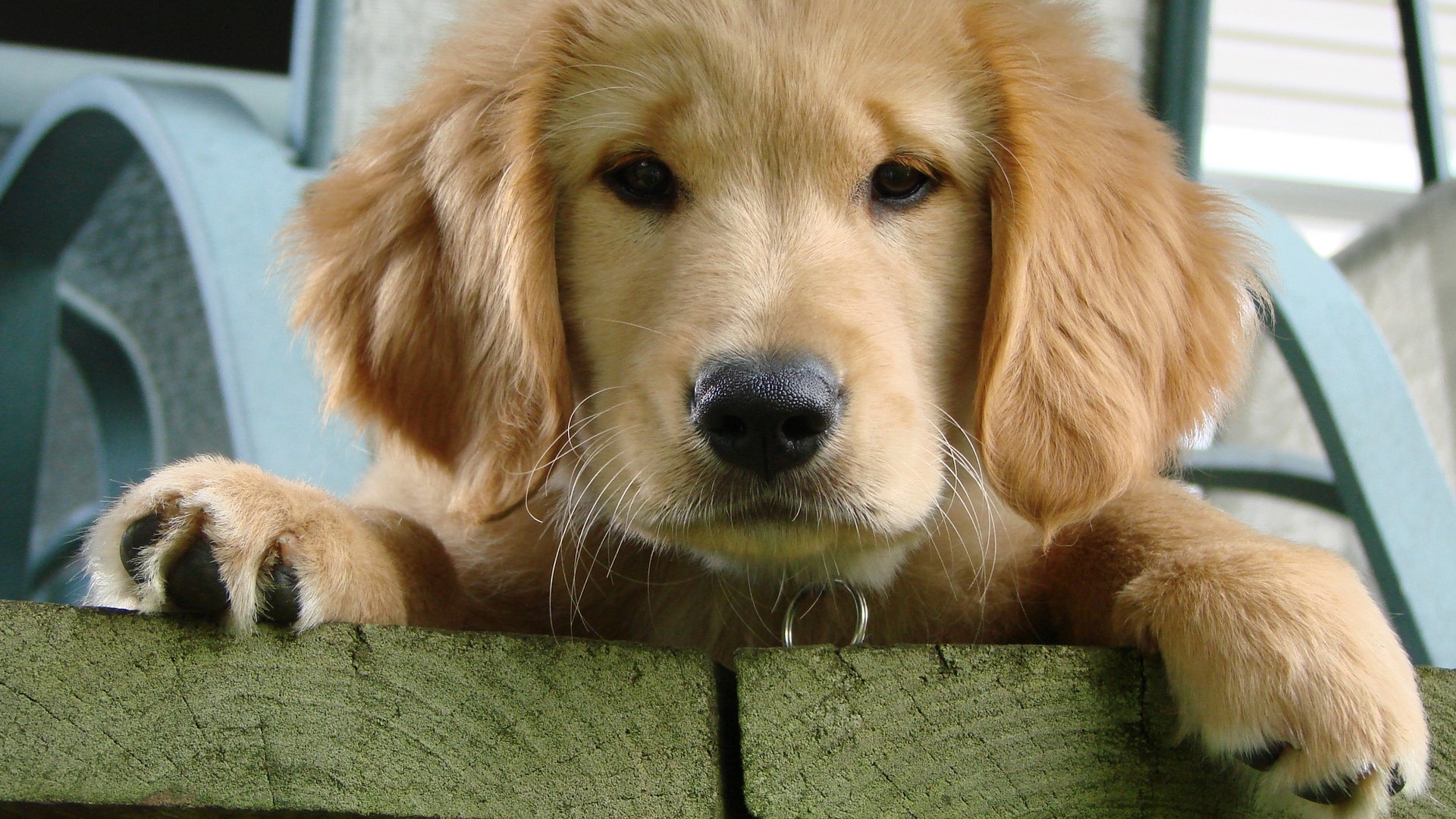 Golden Retriever puppy resting on a wooden fence HD Wallpaper