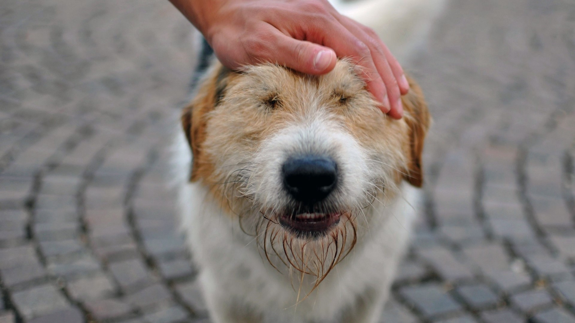 A person petting a dog HD Wallpaper