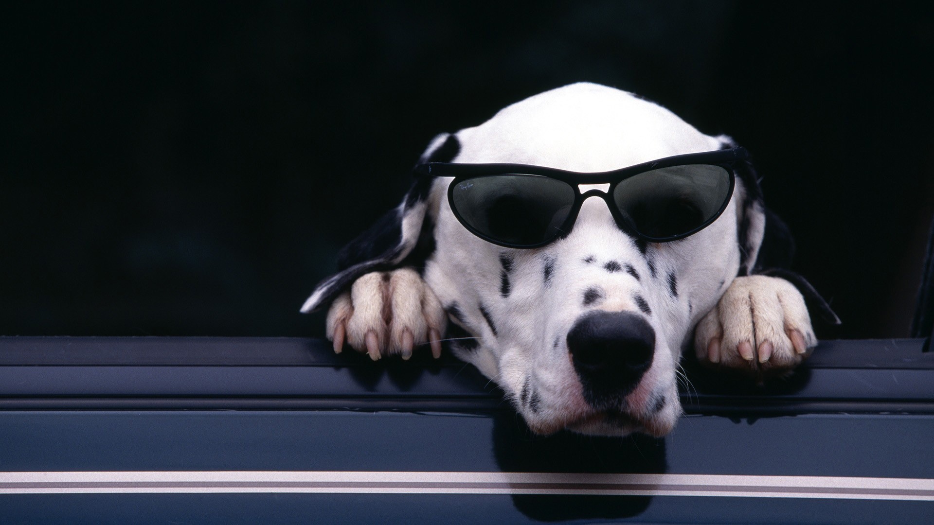 Dalmatian dog wearing sunglasses in a car HD Wallpaper