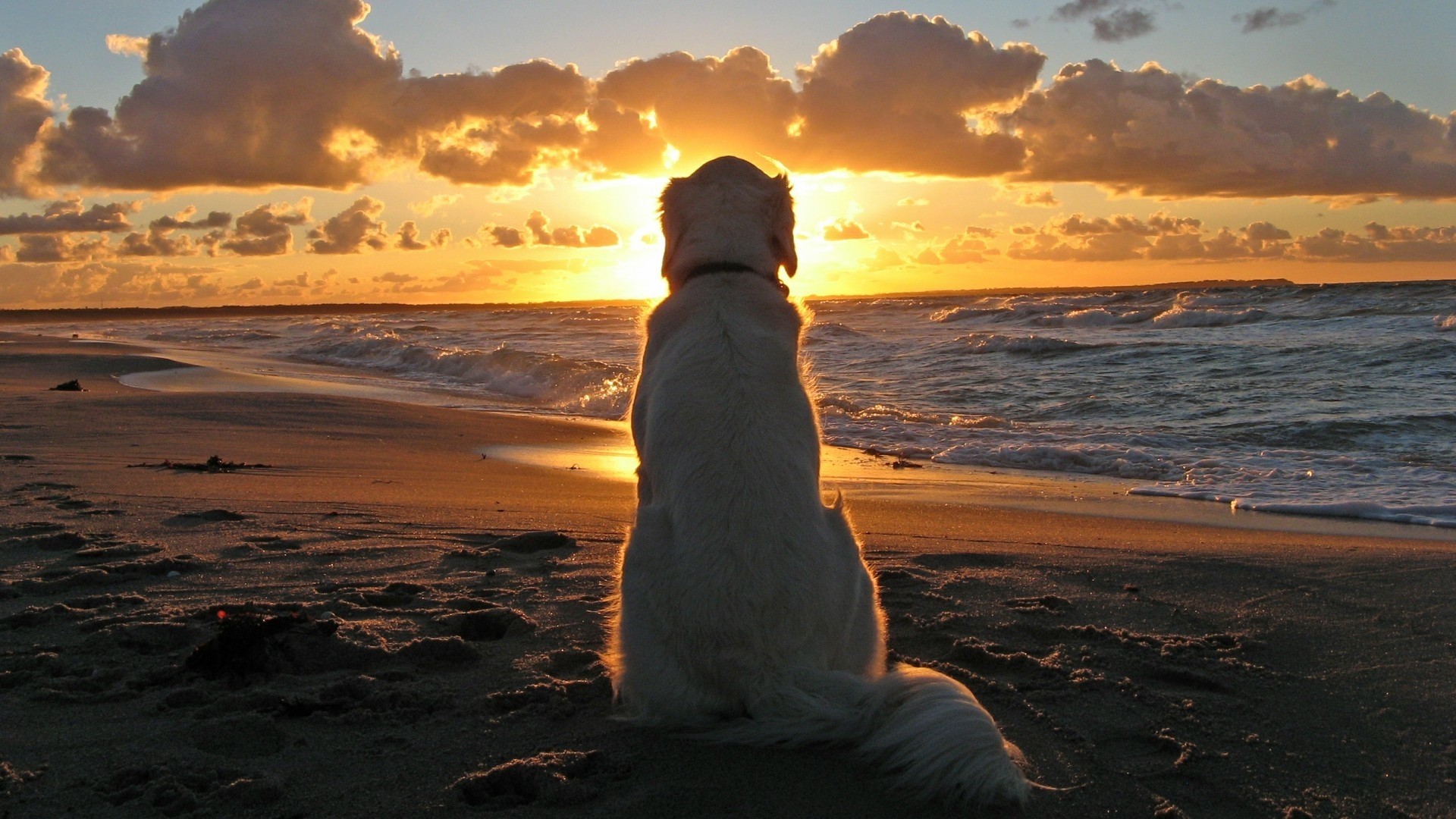 Dog watching sunset on beach HD Wallpaper