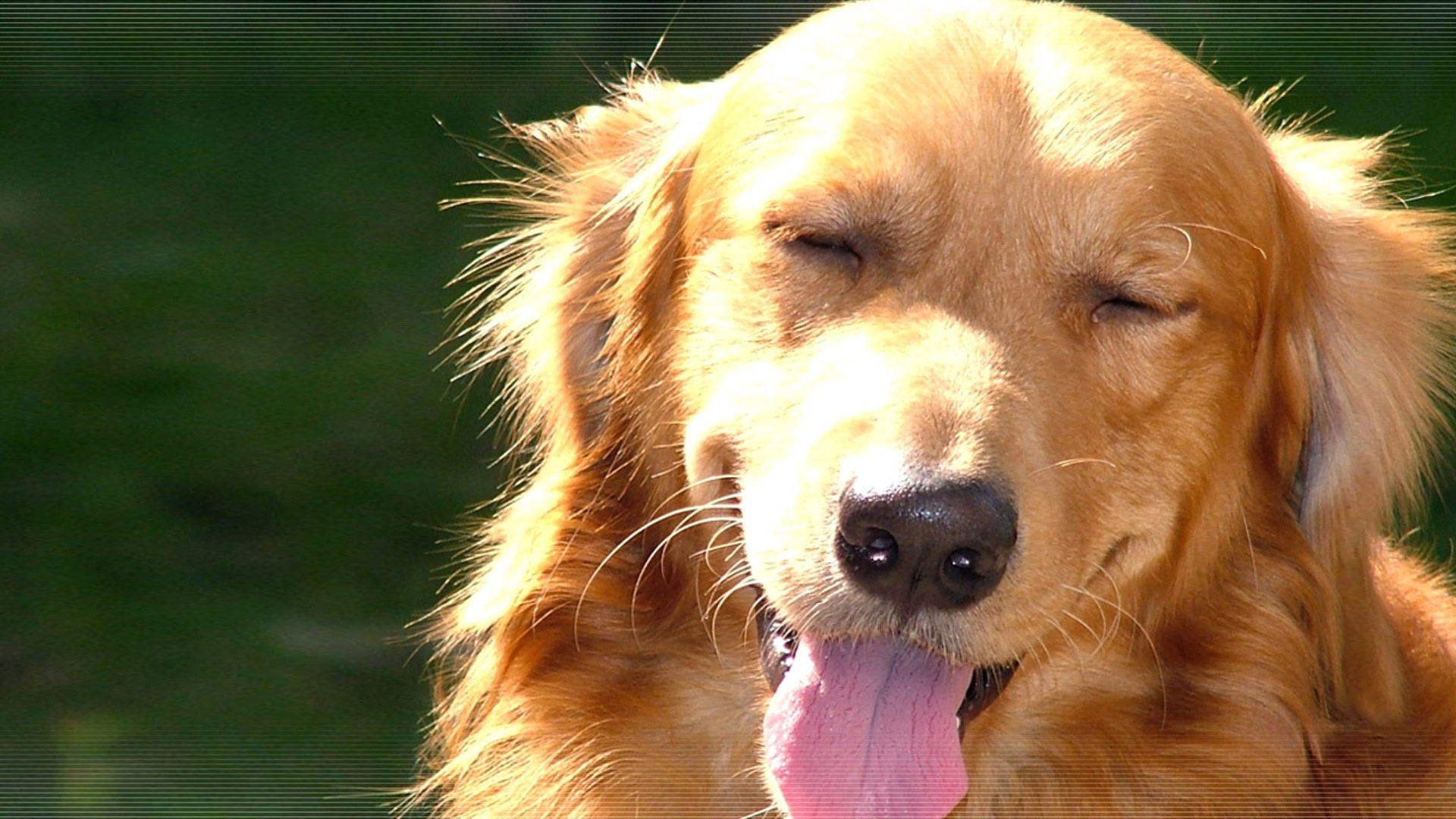 Golden Retriever Dog in Sunlight HD Wallpaper