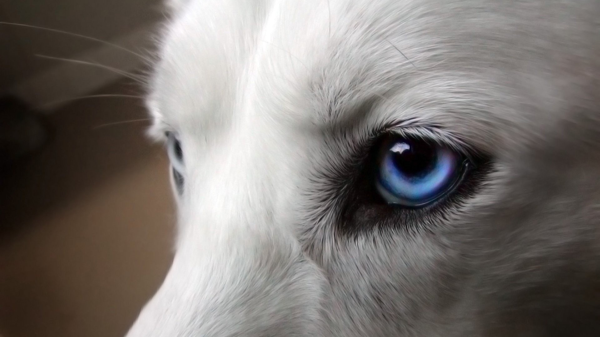 Close up of a white dog's blue eyes HD Wallpaper