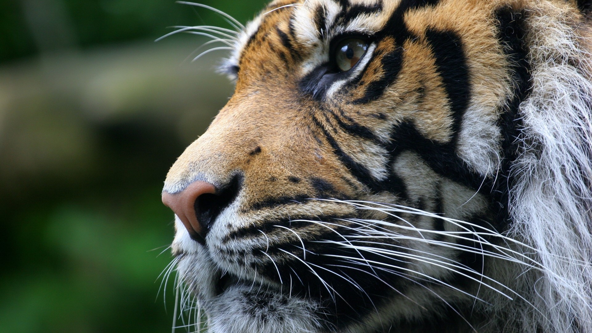 Close up of a tiger's face HD Wallpaper