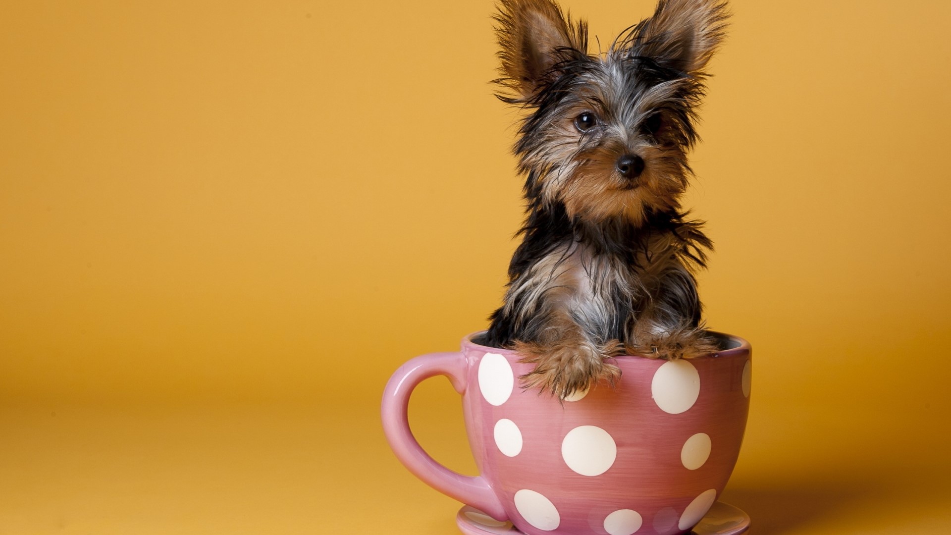Yorkshire Terrier puppy in a polka dot teacup HD Wallpaper