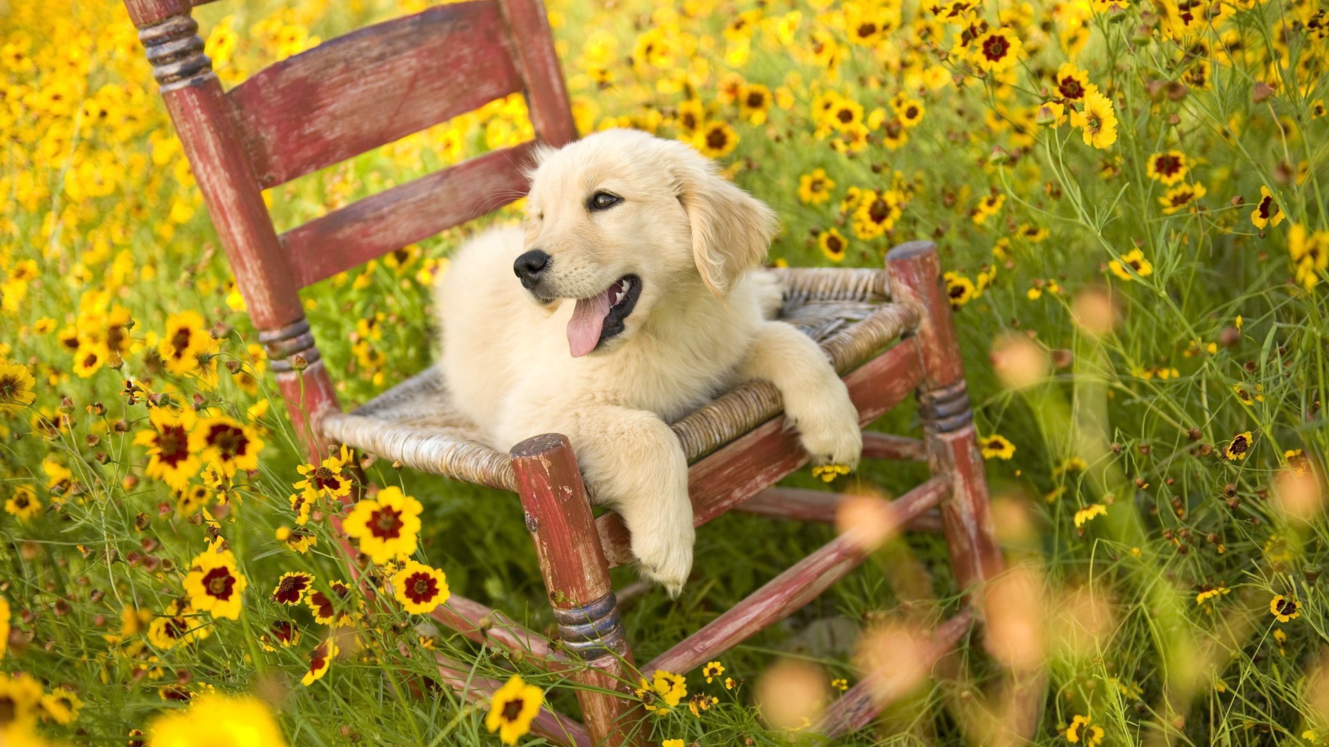 Golden Retriever puppy sitting in a chair in yellow flowers HD Wallpaper