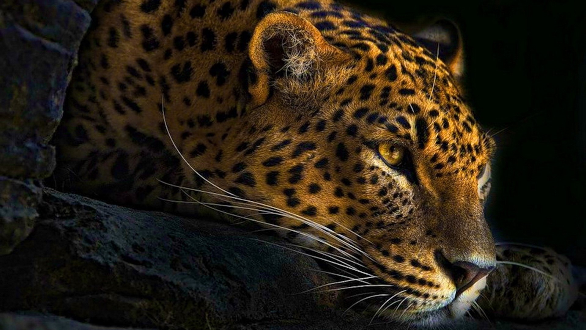 Leopard resting near rocks HD Wallpaper