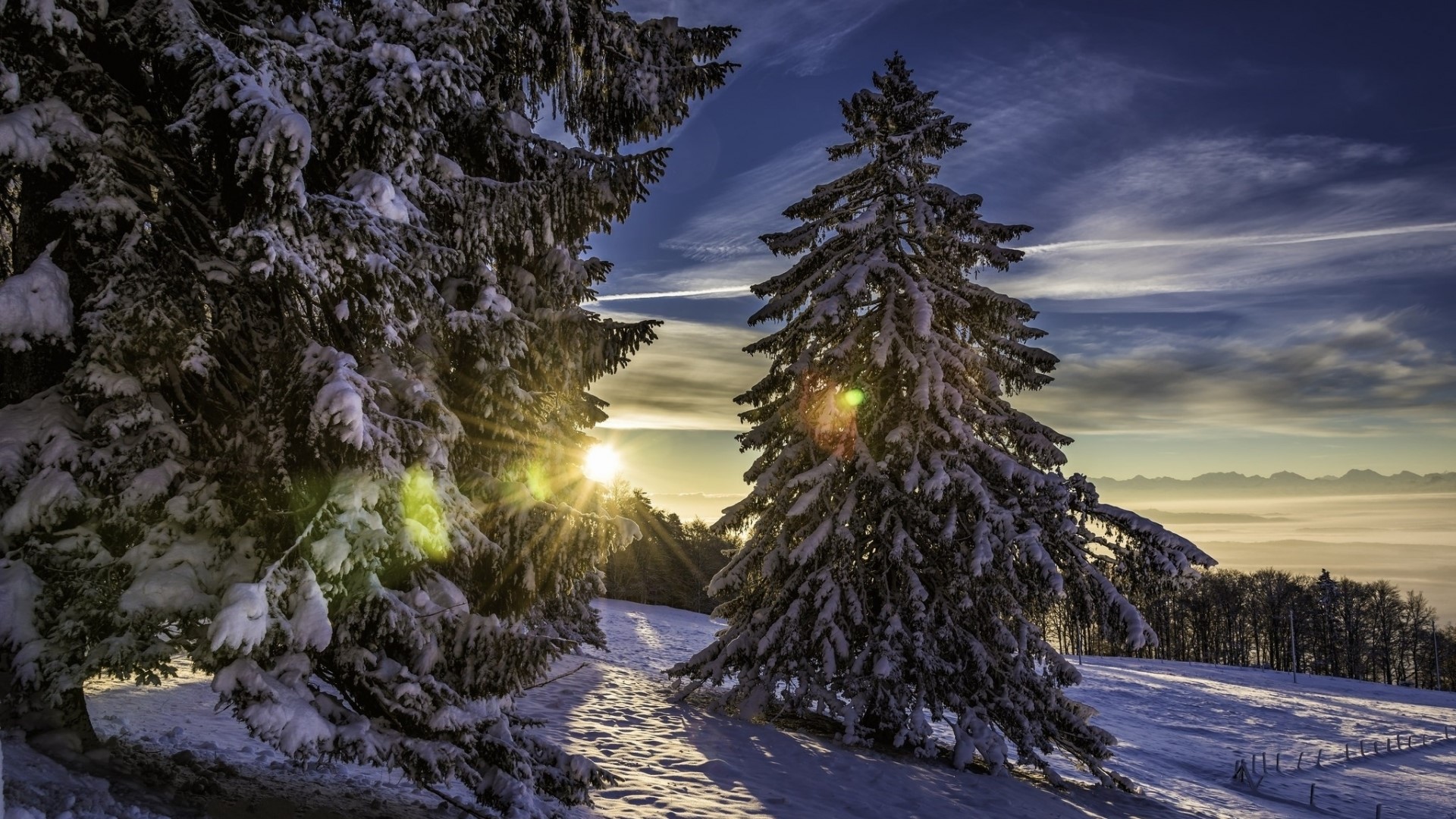 Snowy pine trees with sunbeams and mountain view HD Wallpaper