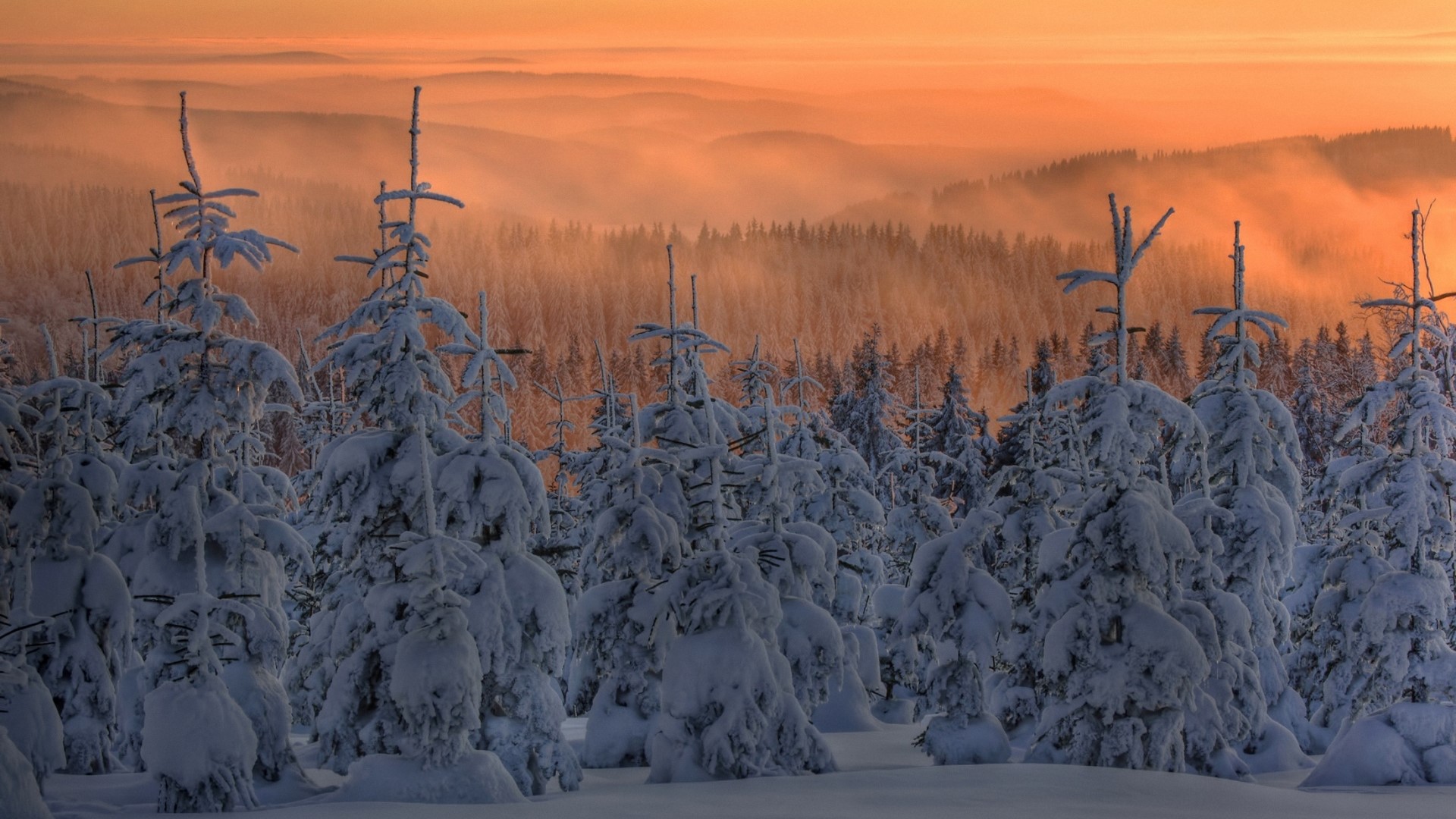 Snow-covered trees at sunrise with misty mountains HD Wallpaper