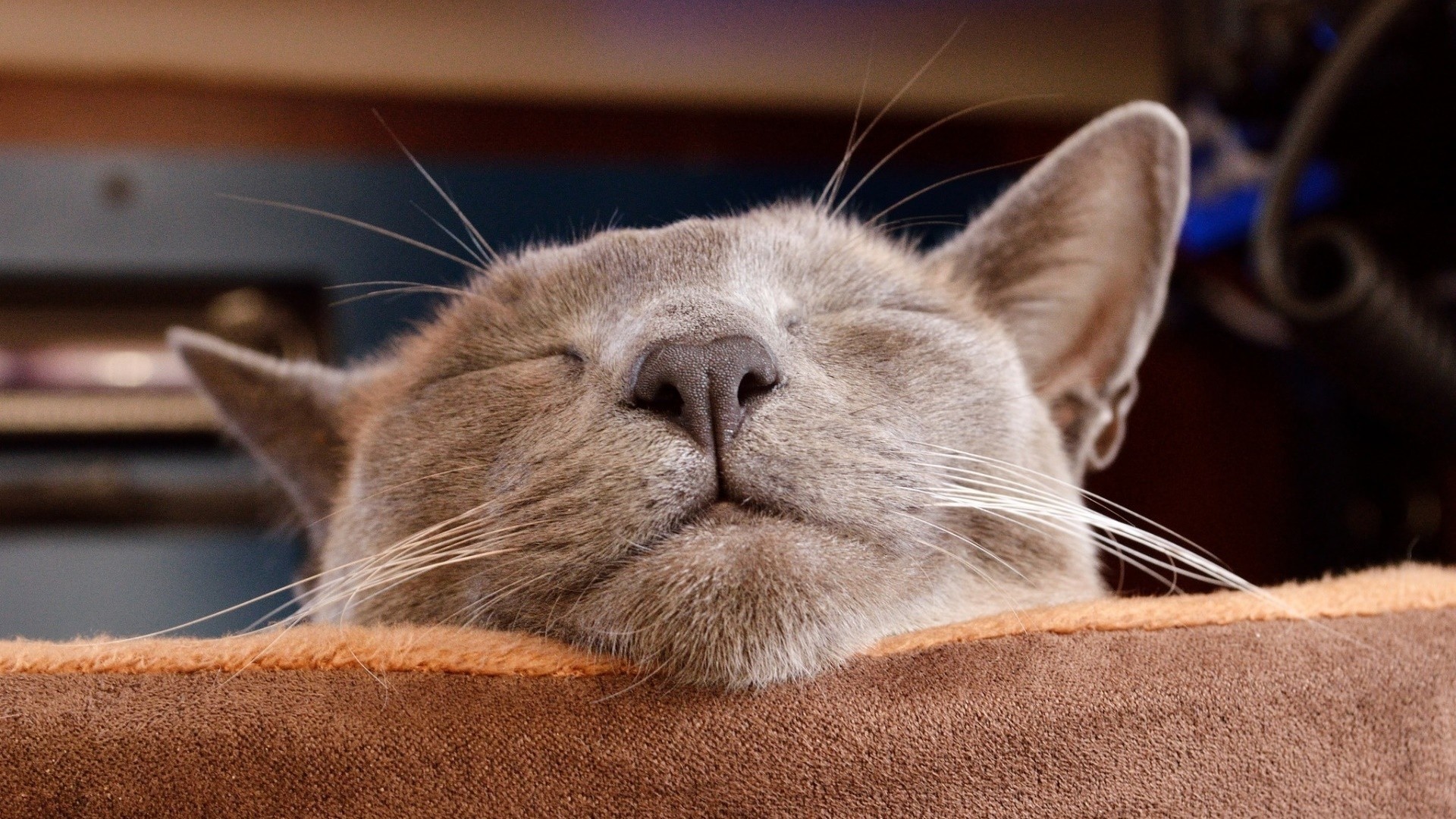 A gray cat sleeping in a brown bed HD Wallpaper