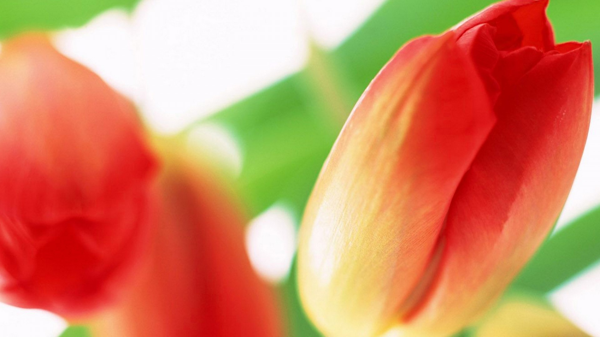 Red and yellow tulips with green leaves HD Wallpaper