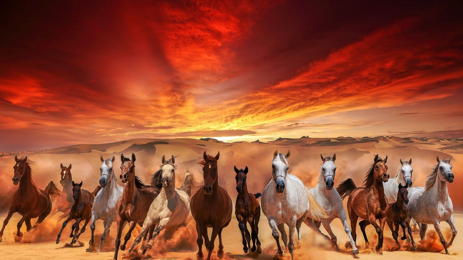 Herd of horses running in the desert at sunset HD Wallpaper