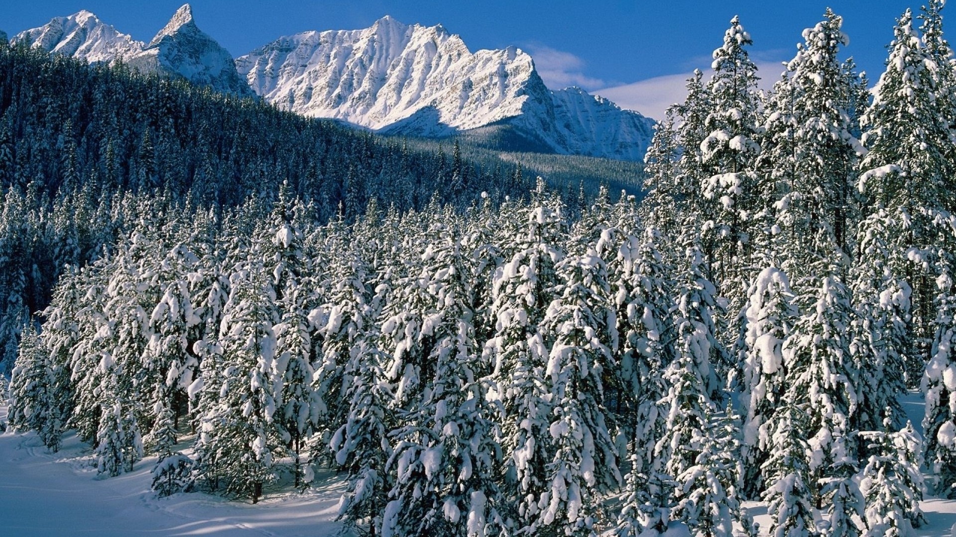 Snow-covered pine forest with mountains HD Wallpaper