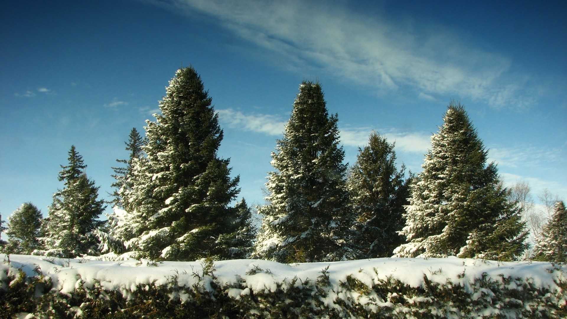 Winter trees covered in snow under a blue sky HD Wallpaper