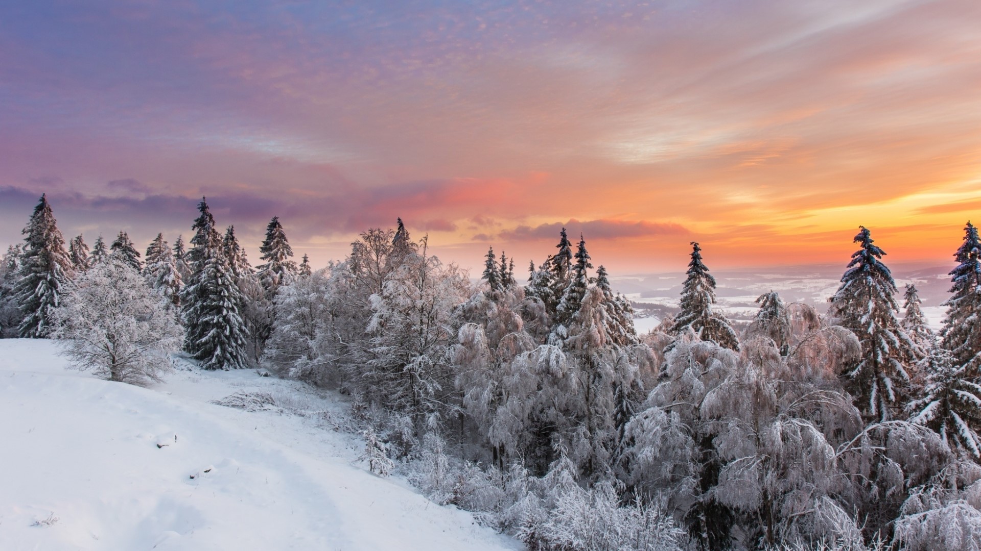 Snowy forest at sunrise HD Wallpaper