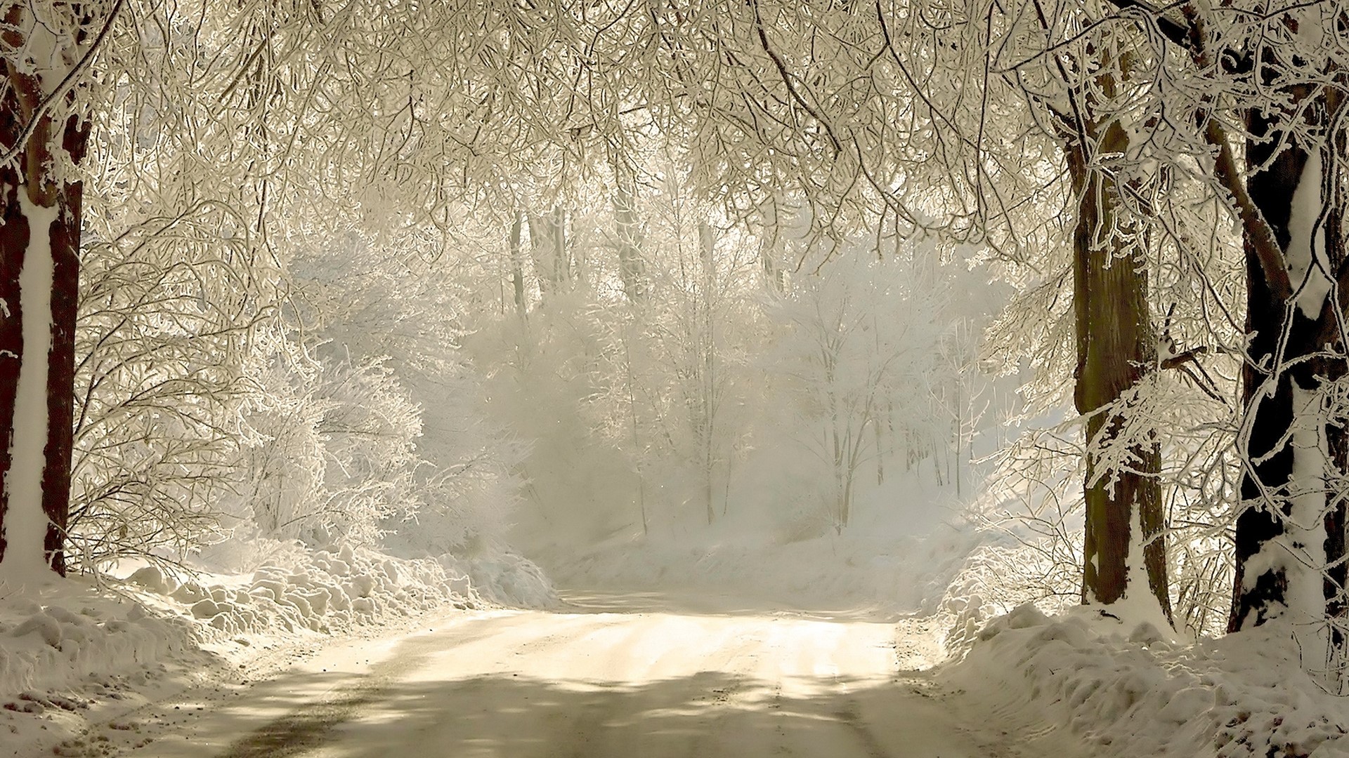 Winter road through a frosted forest HD Wallpaper