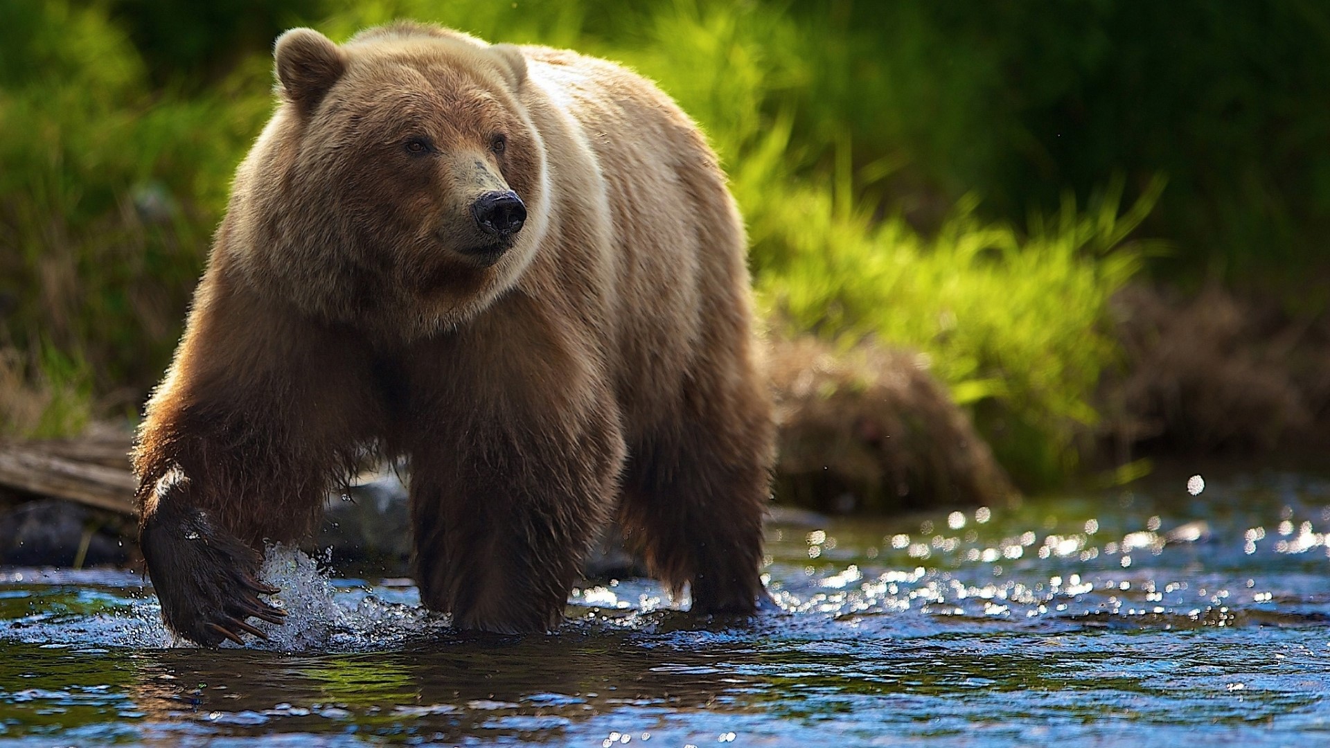 Brown bear walking in a river HD Wallpaper
