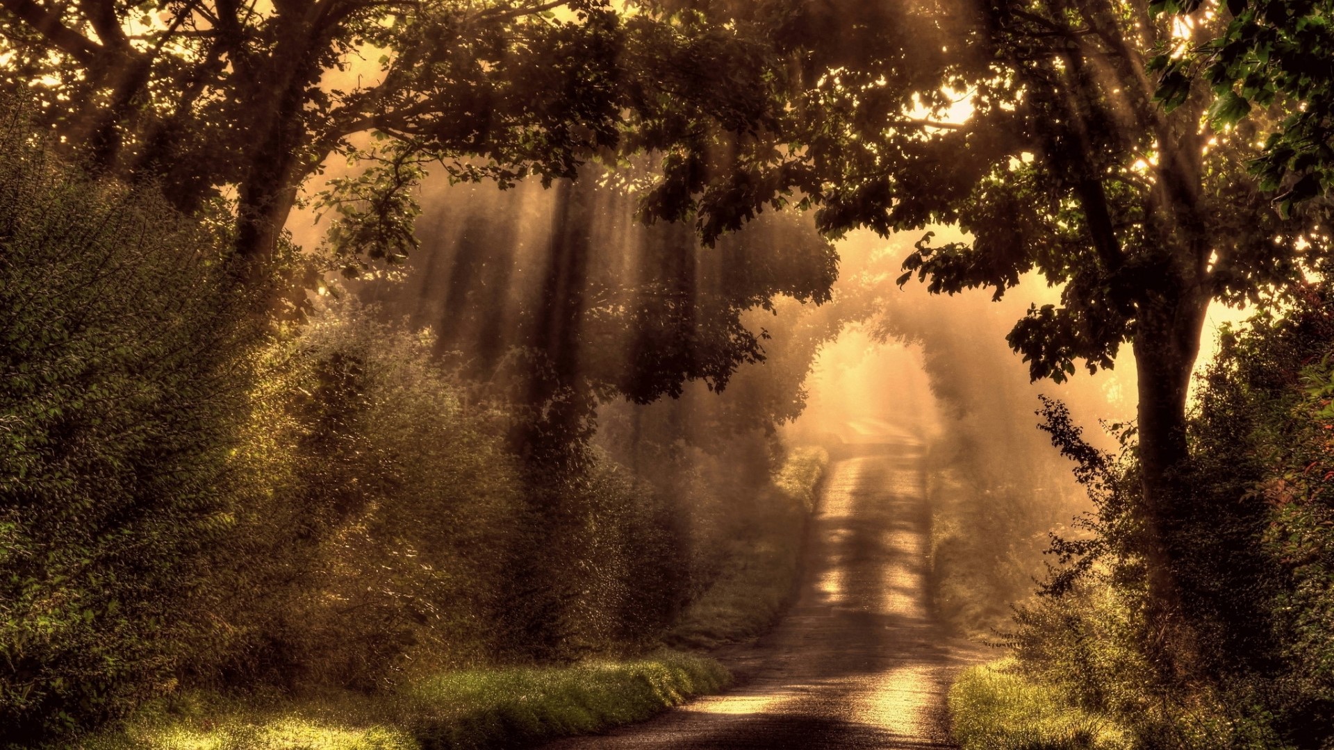 Sunbeams through trees on a foggy road HD Wallpaper