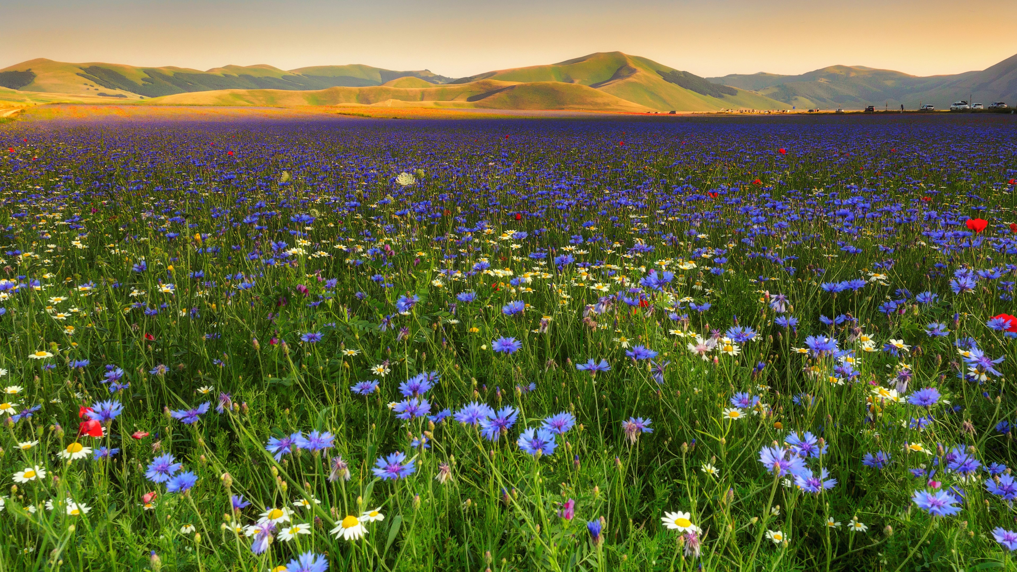 4K Field of Wildflowers HD Wallpaper