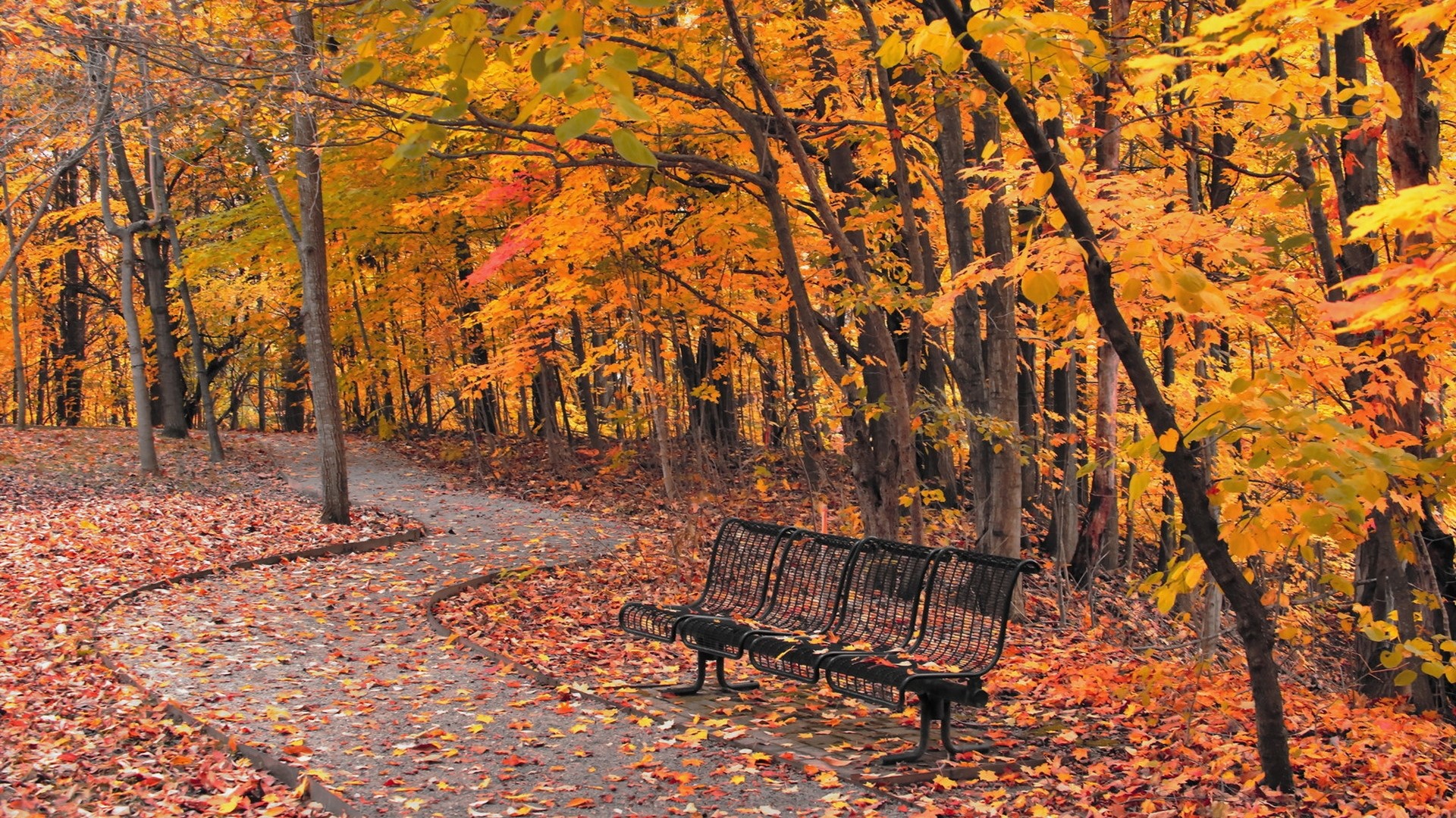 Park path with autumn leaves and bench HD Wallpaper