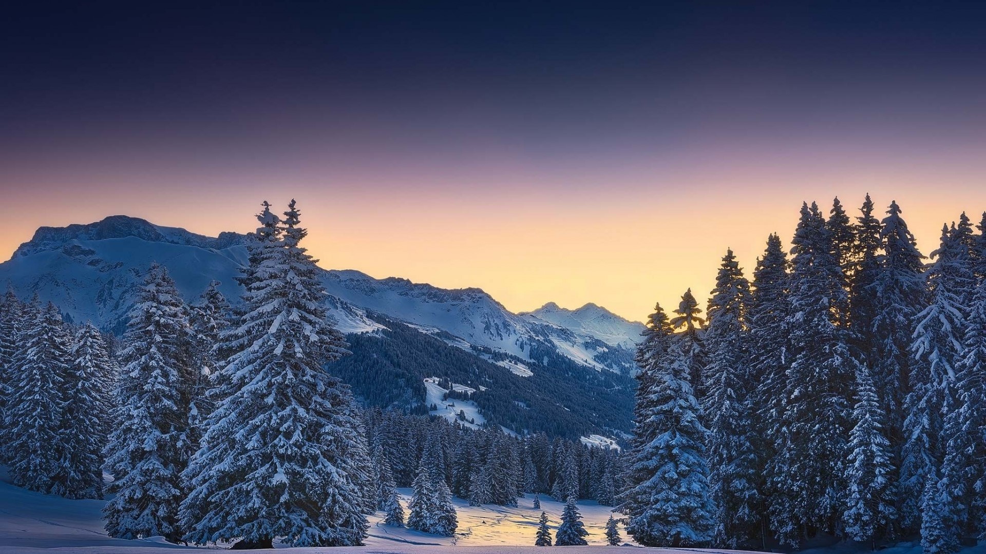 Snowy mountains at dawn with pine trees HD Wallpaper