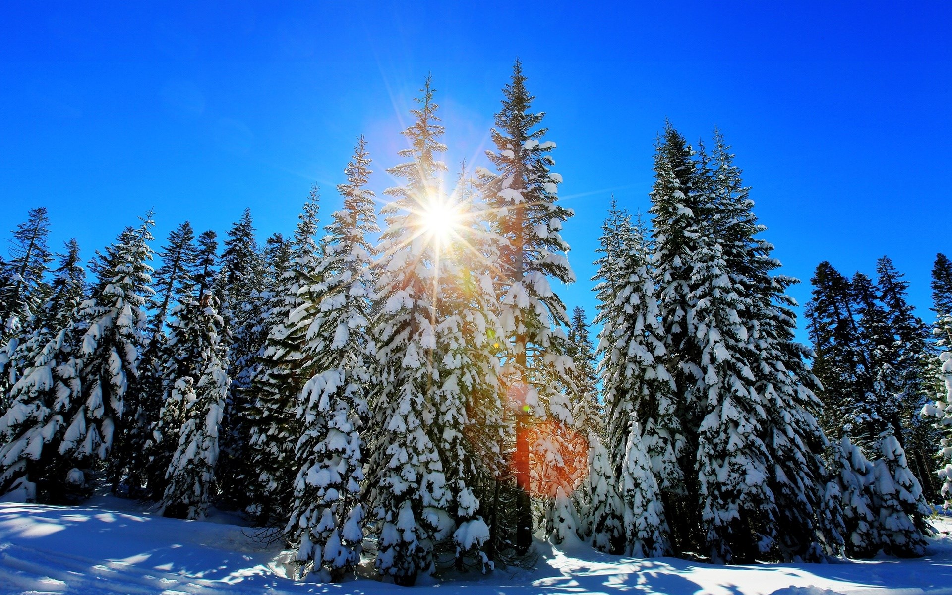 Sun shining through snow-covered pine trees in a forest HD Wallpaper