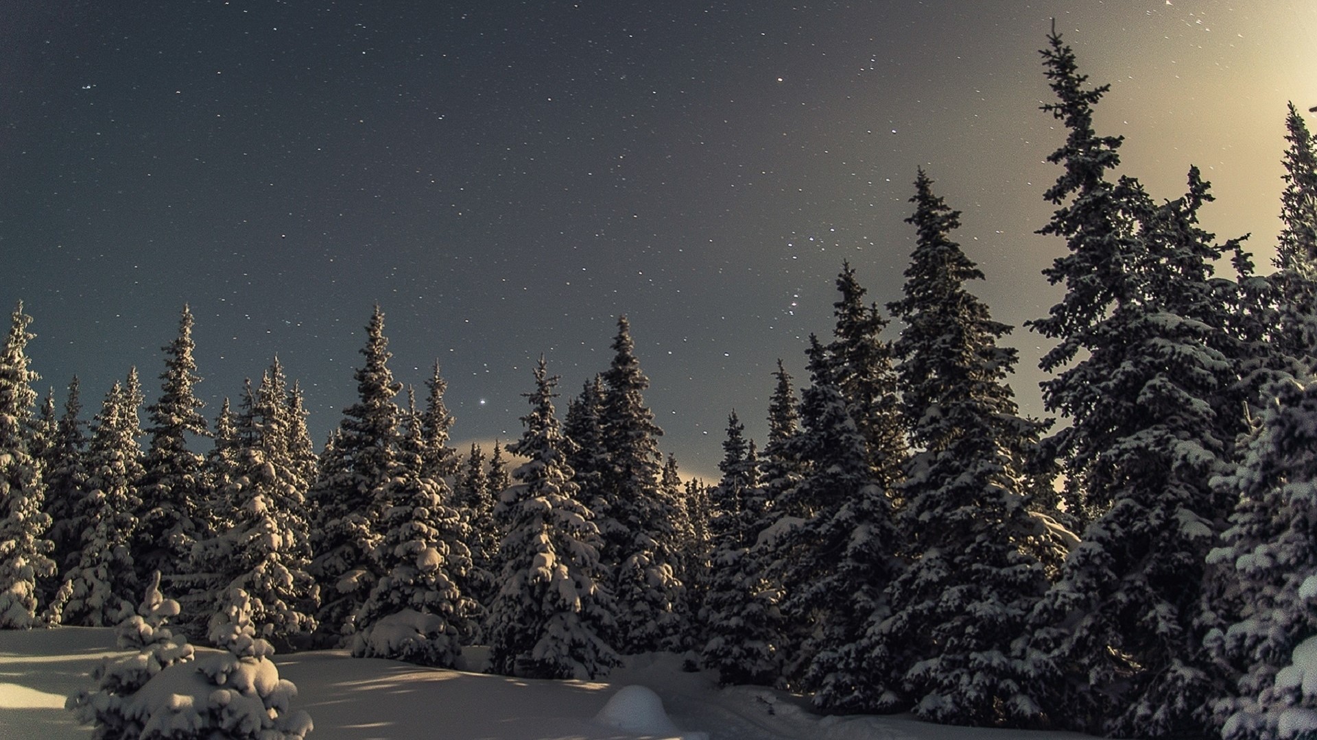 Snowy pine forest under a starry night sky HD Wallpaper