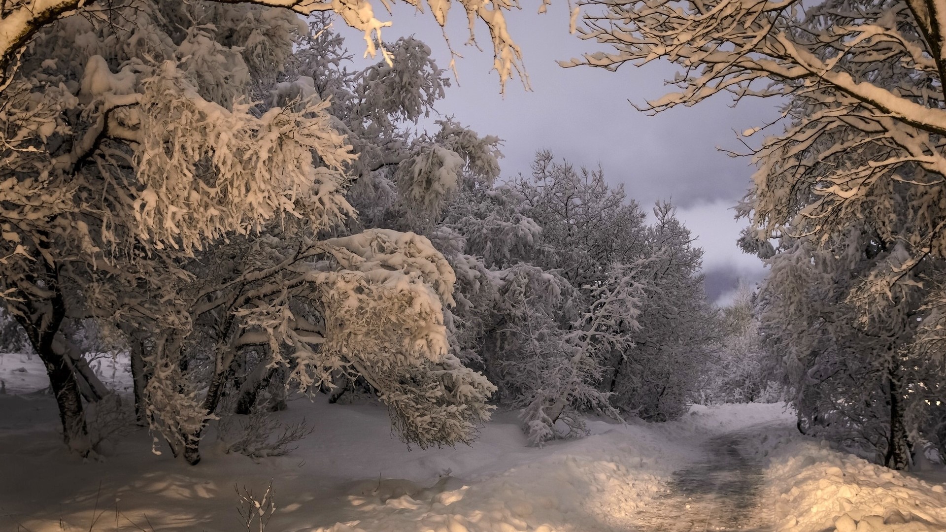 Snow covered trees on a path HD Wallpaper