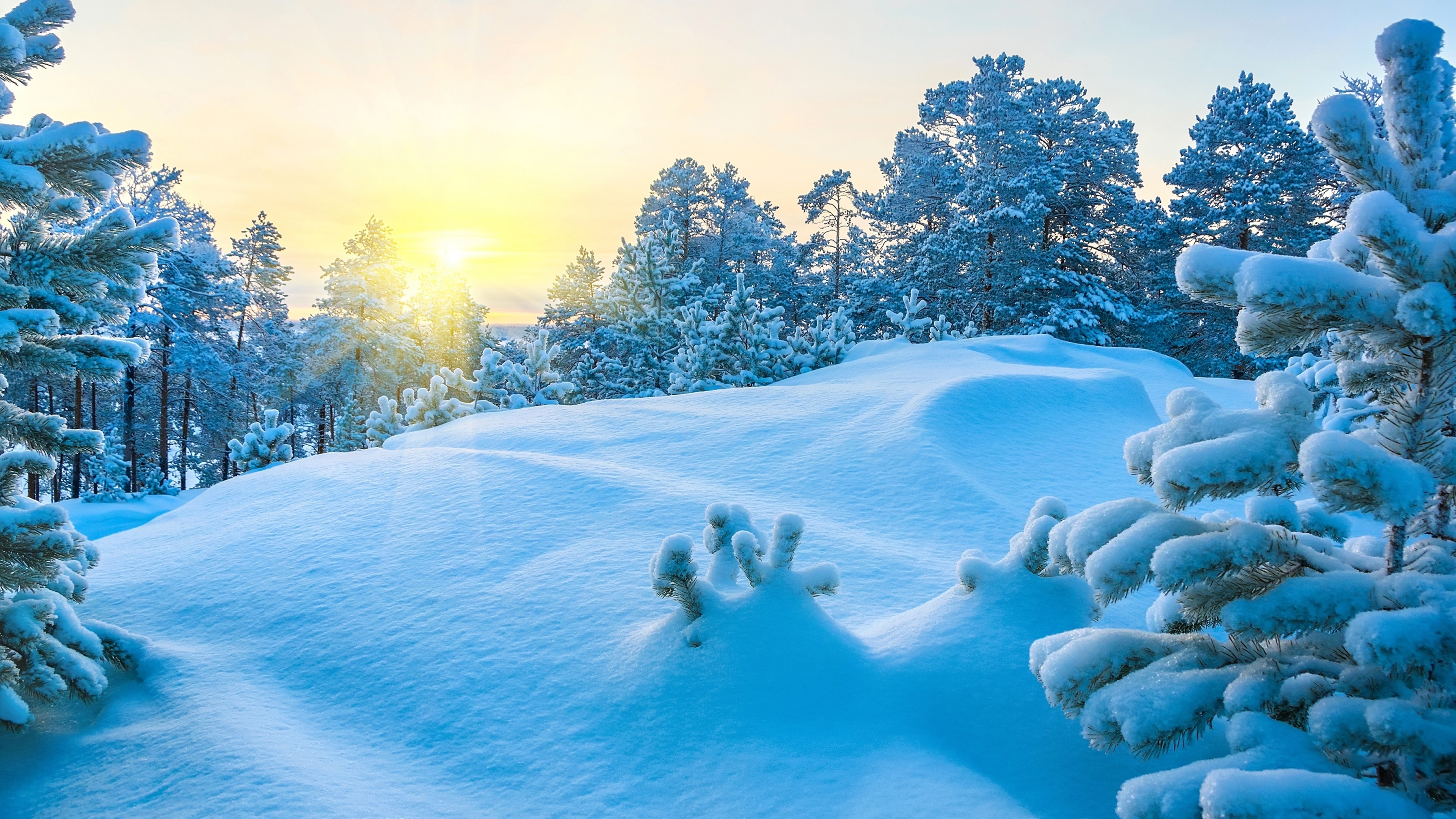 Snowy forest landscape with sun HD Wallpaper
