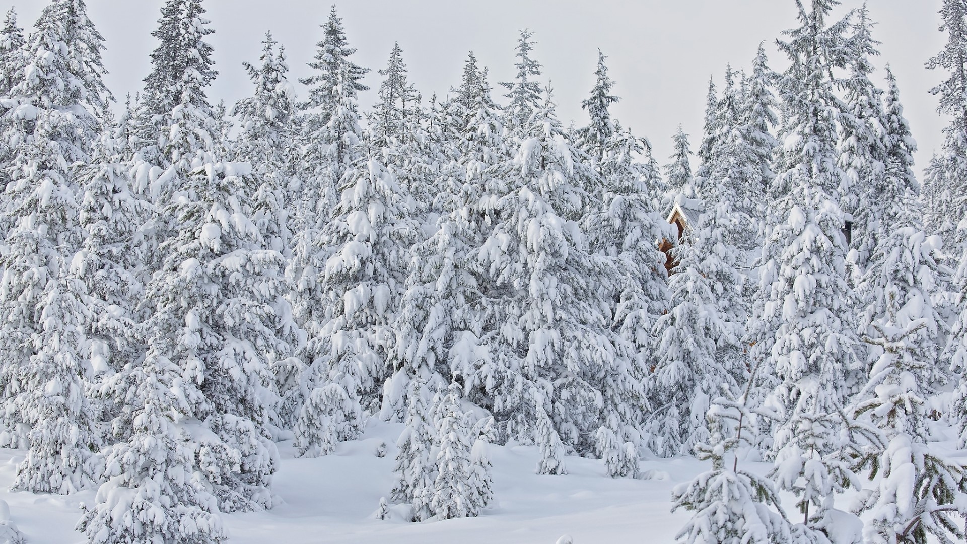 A small wooden cabin nestled in a snow-covered forest HD Wallpaper