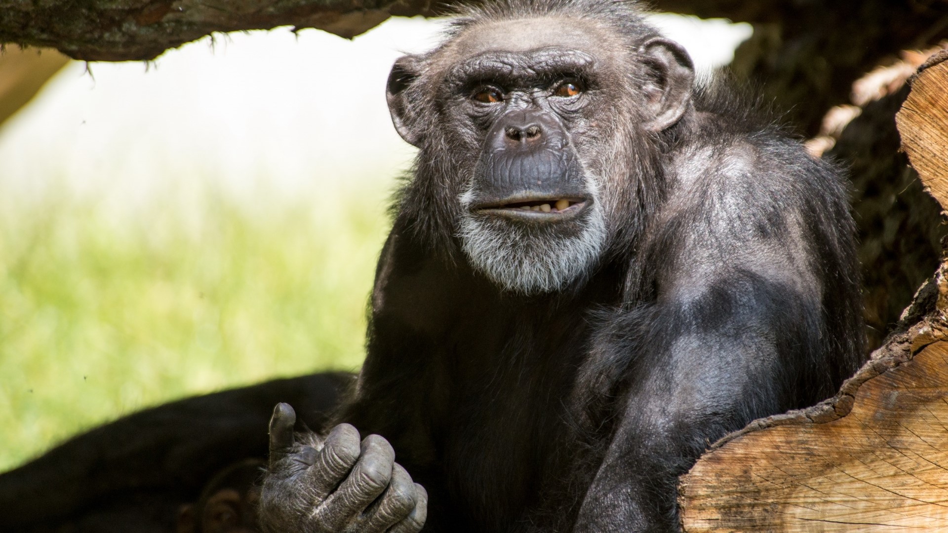 Chimpanzee with white beard sitting near logs HD Wallpaper