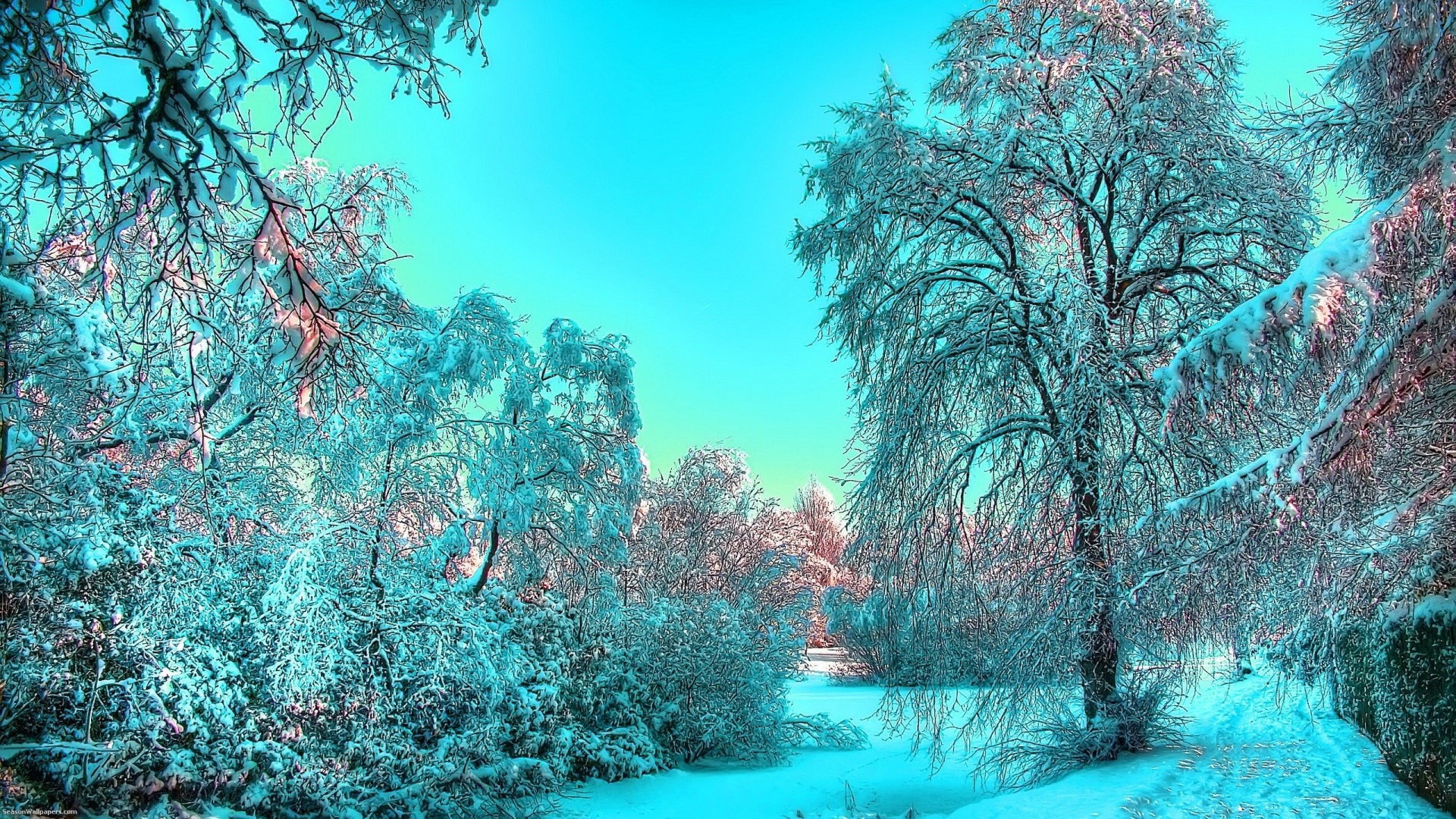 Winter park with snow-covered trees HD Wallpaper