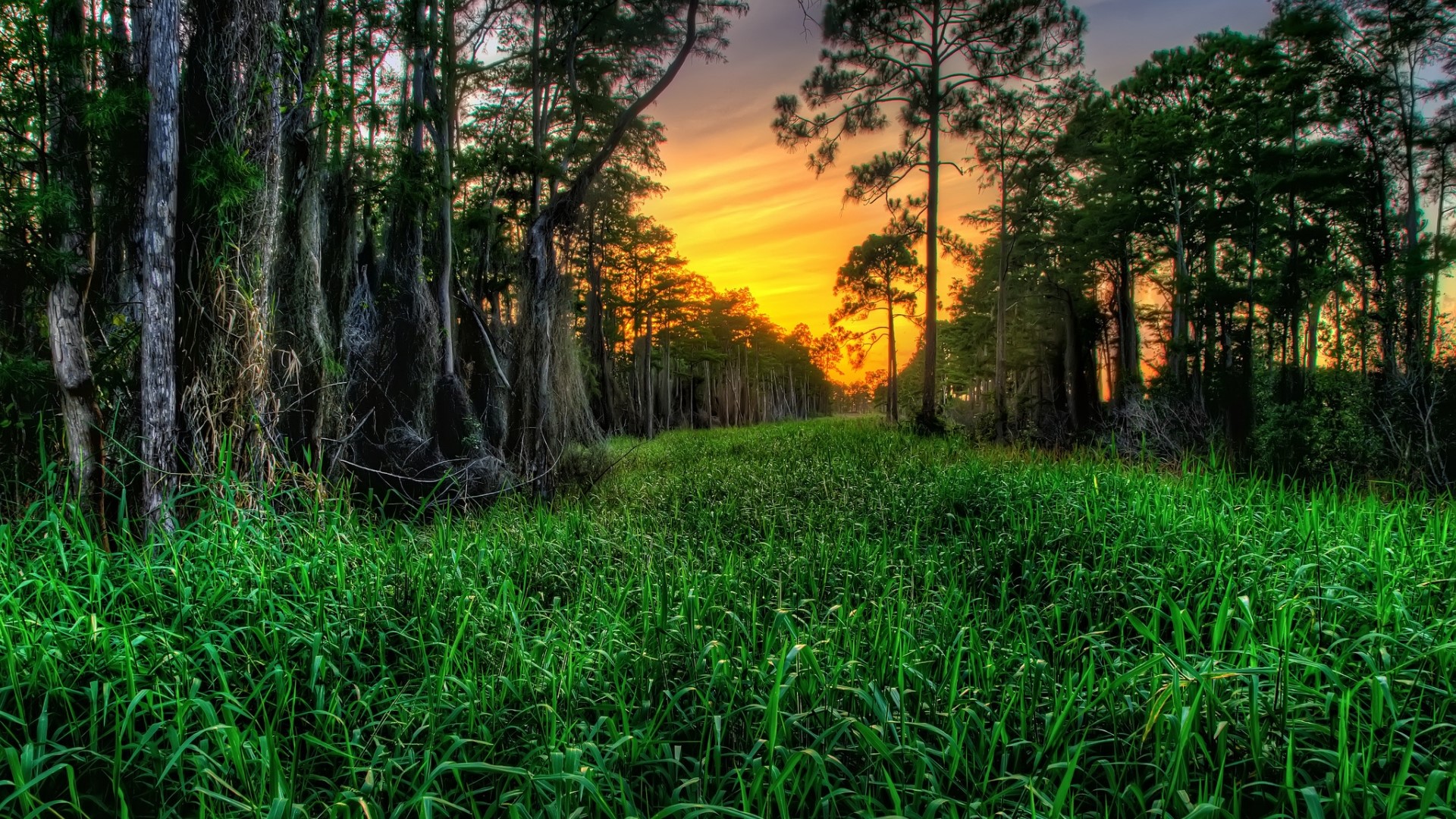 Swampy forest with tall trees and green grass at sunset HD Wallpaper