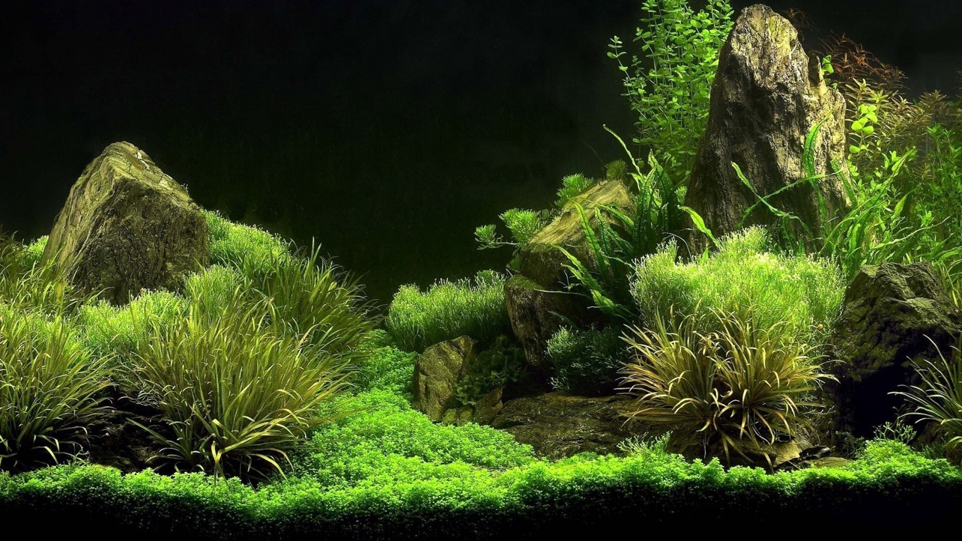 Aquarium with rocks and aquatic plants HD Wallpaper