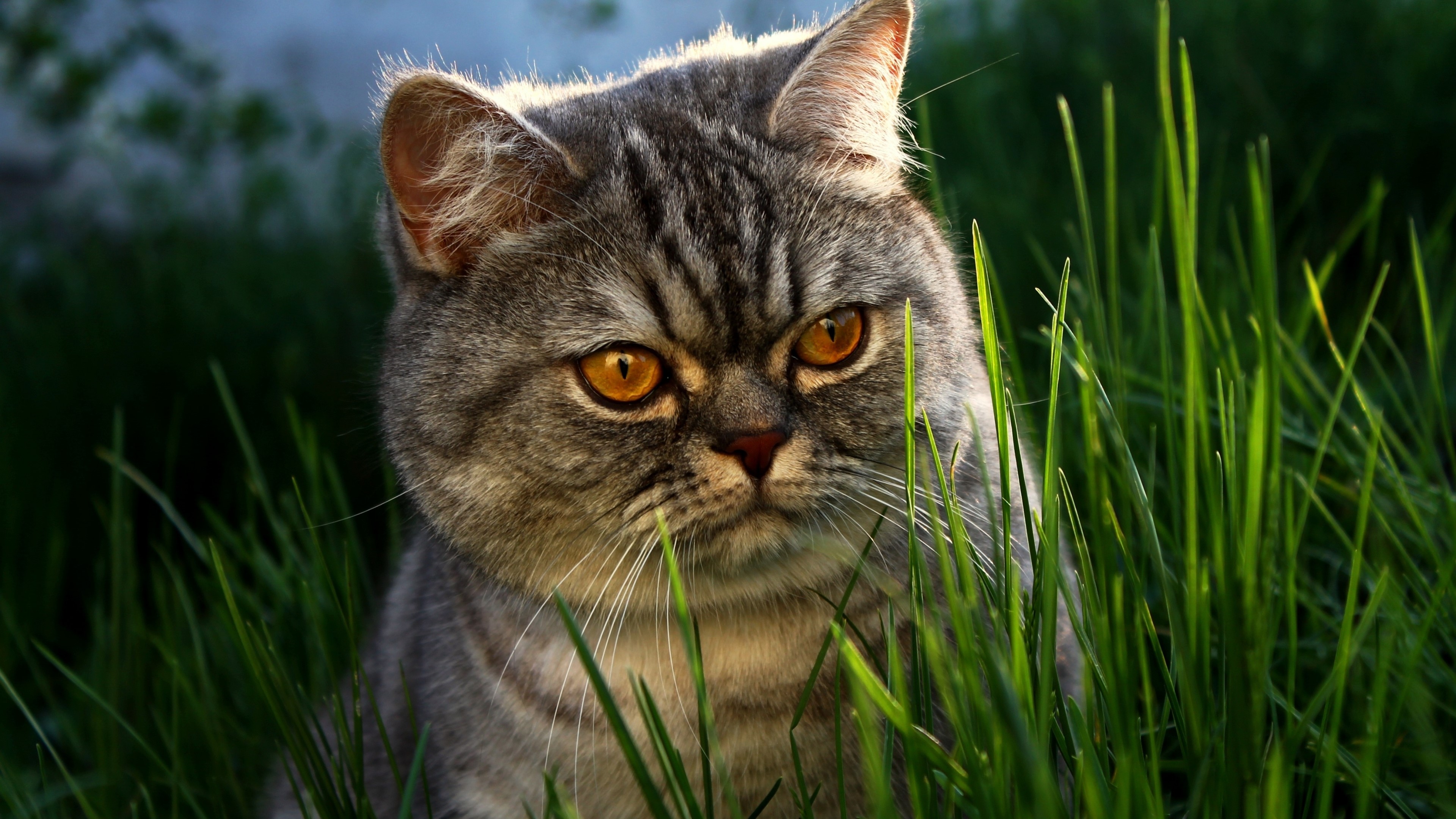 4K British Shorthair cat in grass HD Wallpaper