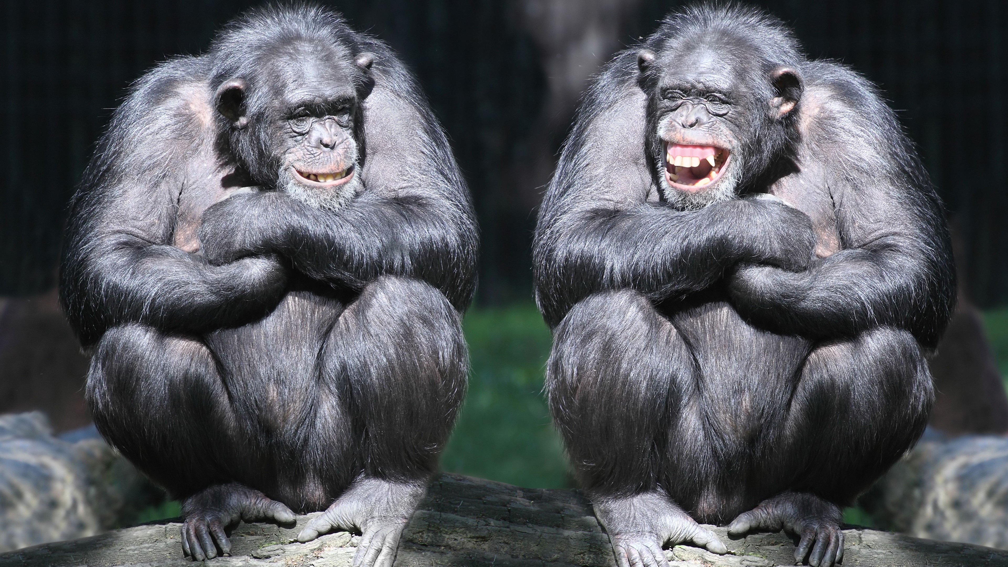 Two funny chimpanzees sitting on a log HD Wallpaper