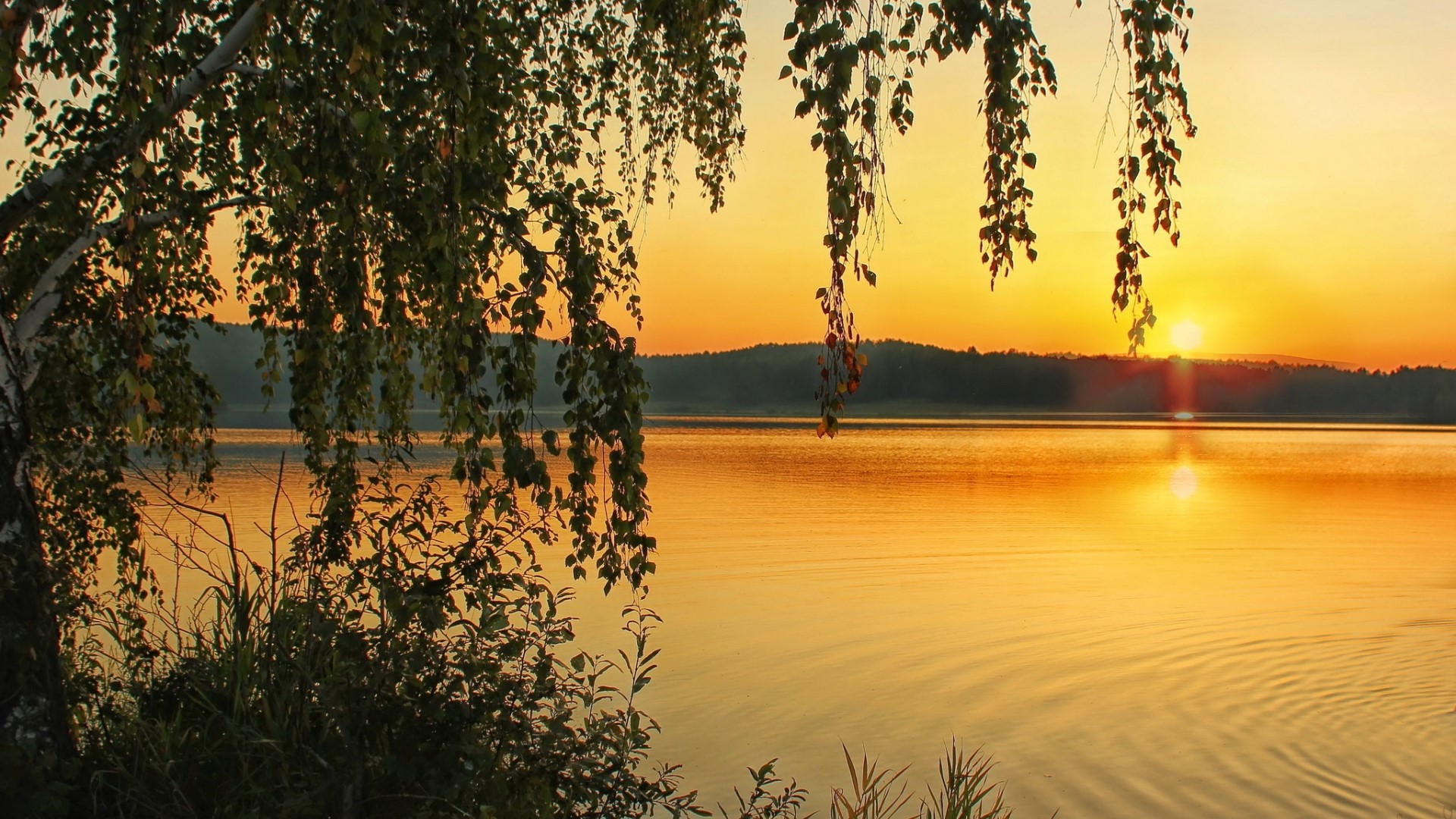 Sunset over a lake with birch tree branches HD Wallpaper