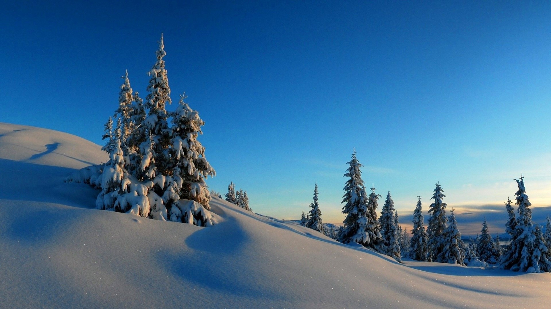 Snowy trees on a hill under a clear blue sky HD Wallpaper