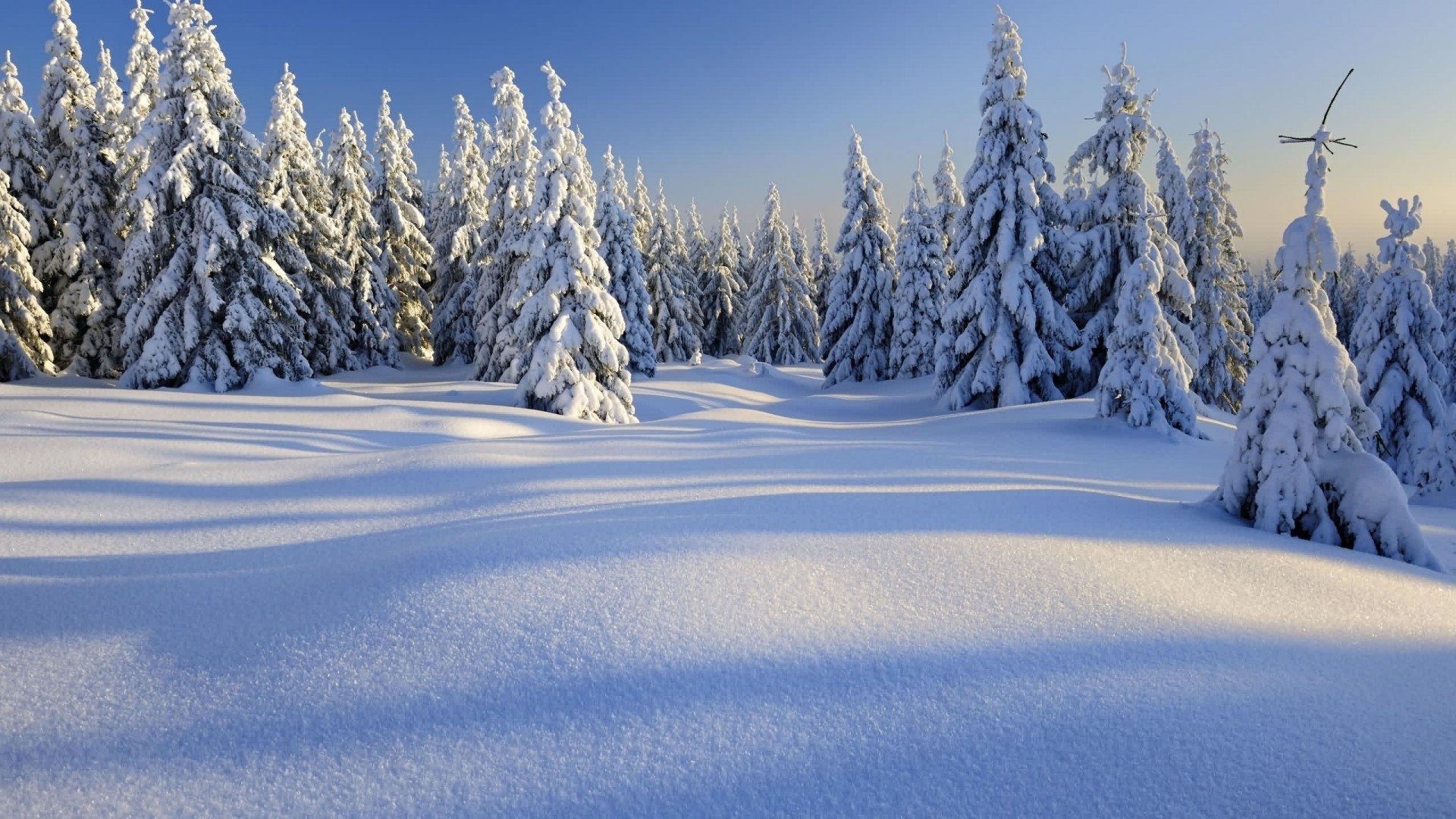 Snowy forest with sunlit snowdrifts HD Wallpaper