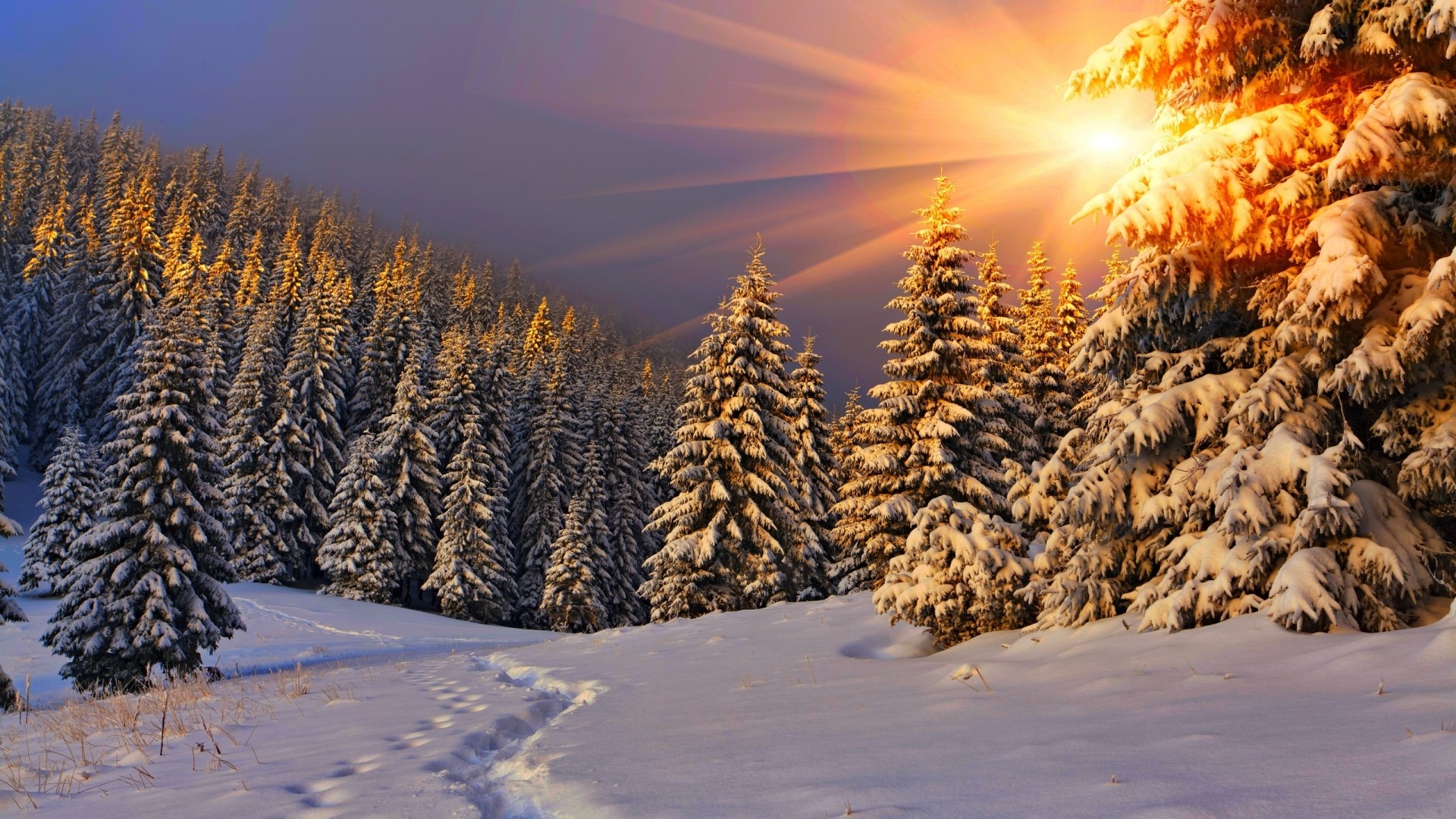 Snowy forest with sunbeams and footprints HD Wallpaper