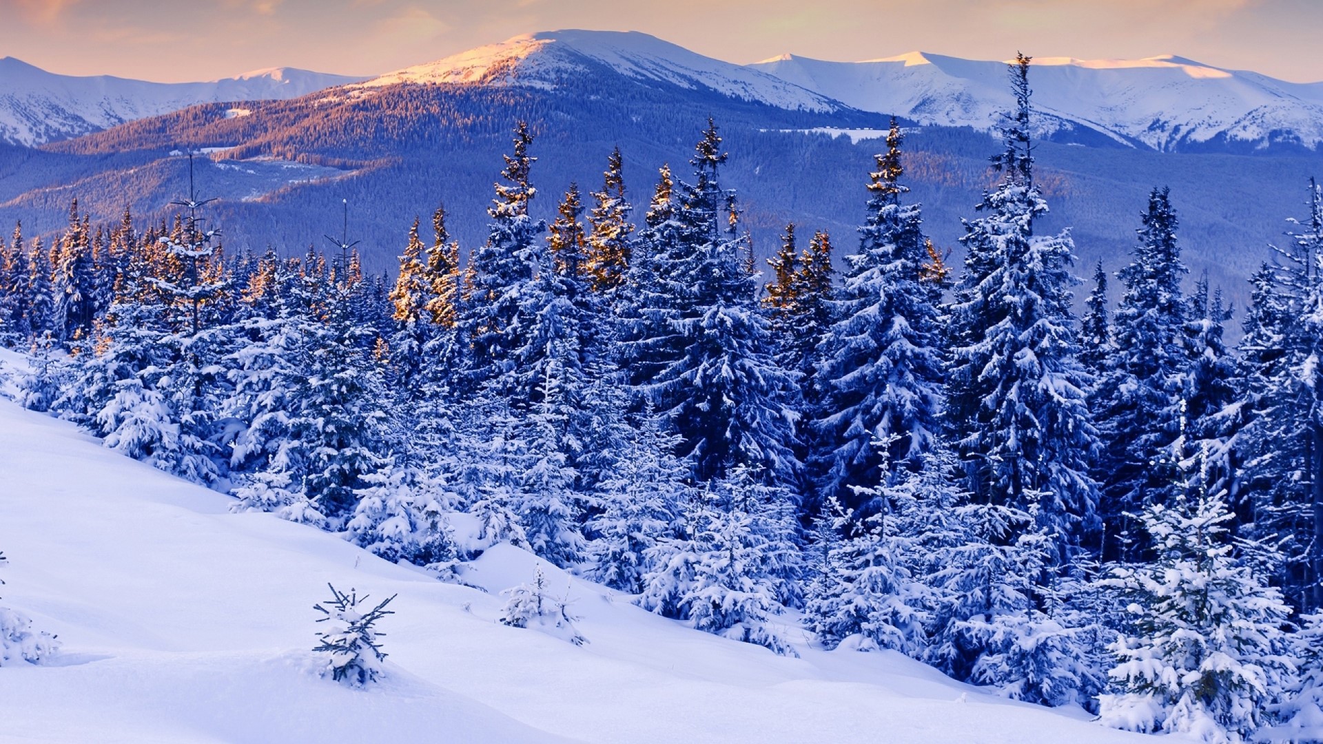 Snowy pine forest with mountains at sunrise HD Wallpaper