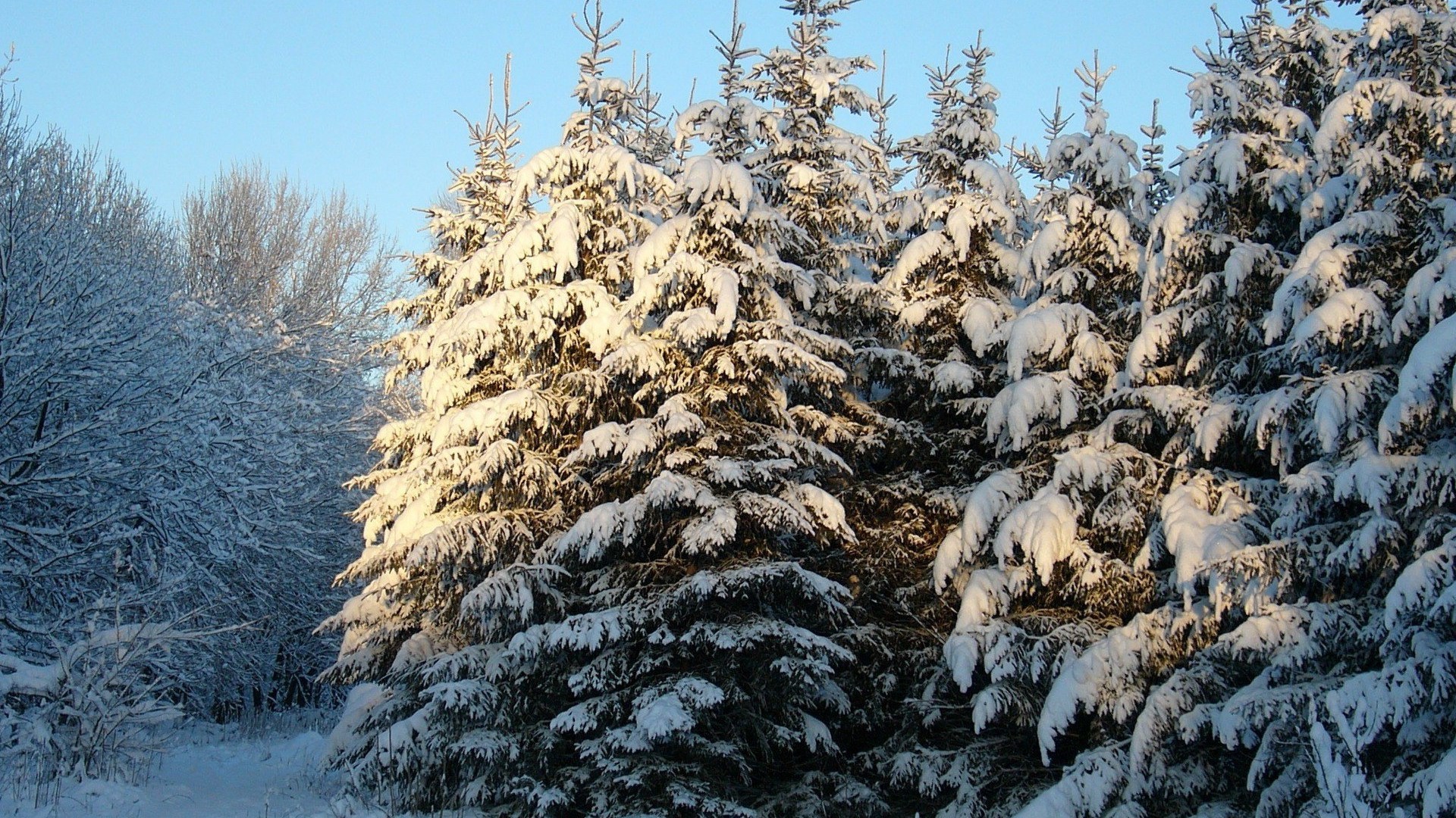 Snow covered pine trees in a forest HD Wallpaper