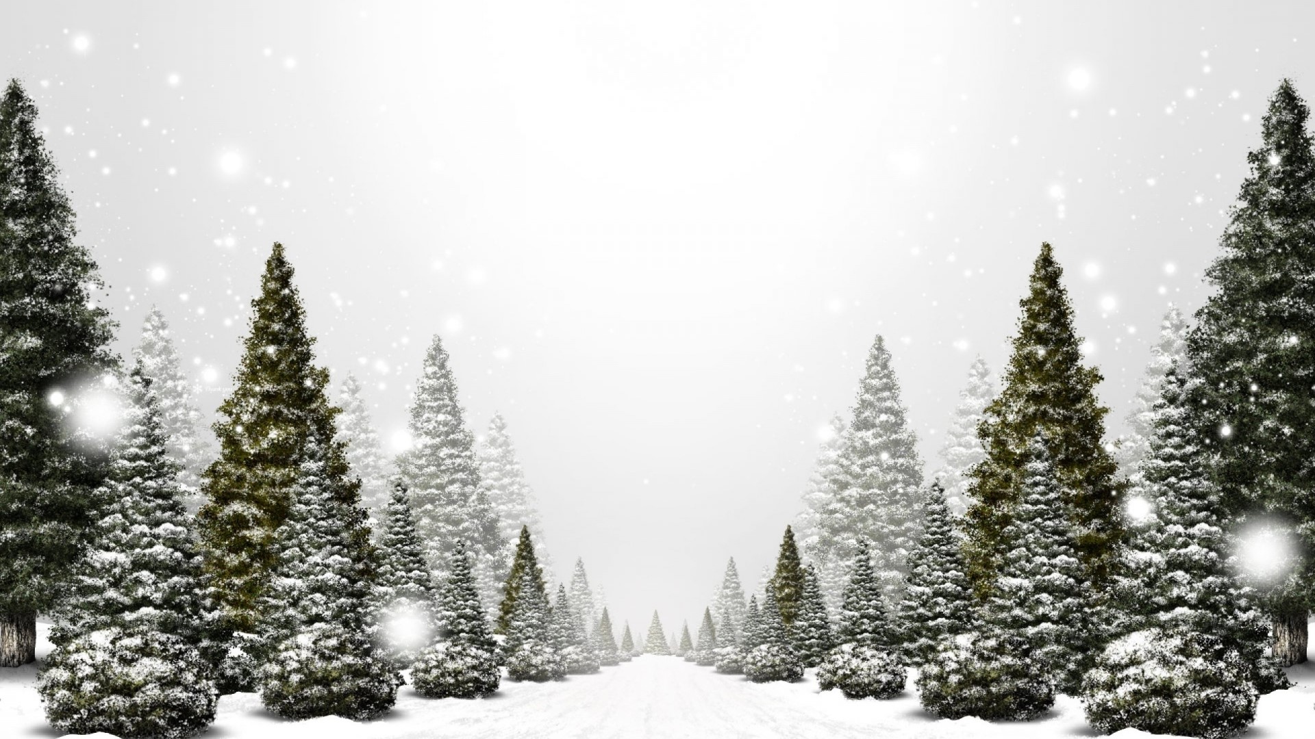 Snowy forest path with pine trees HD Wallpaper