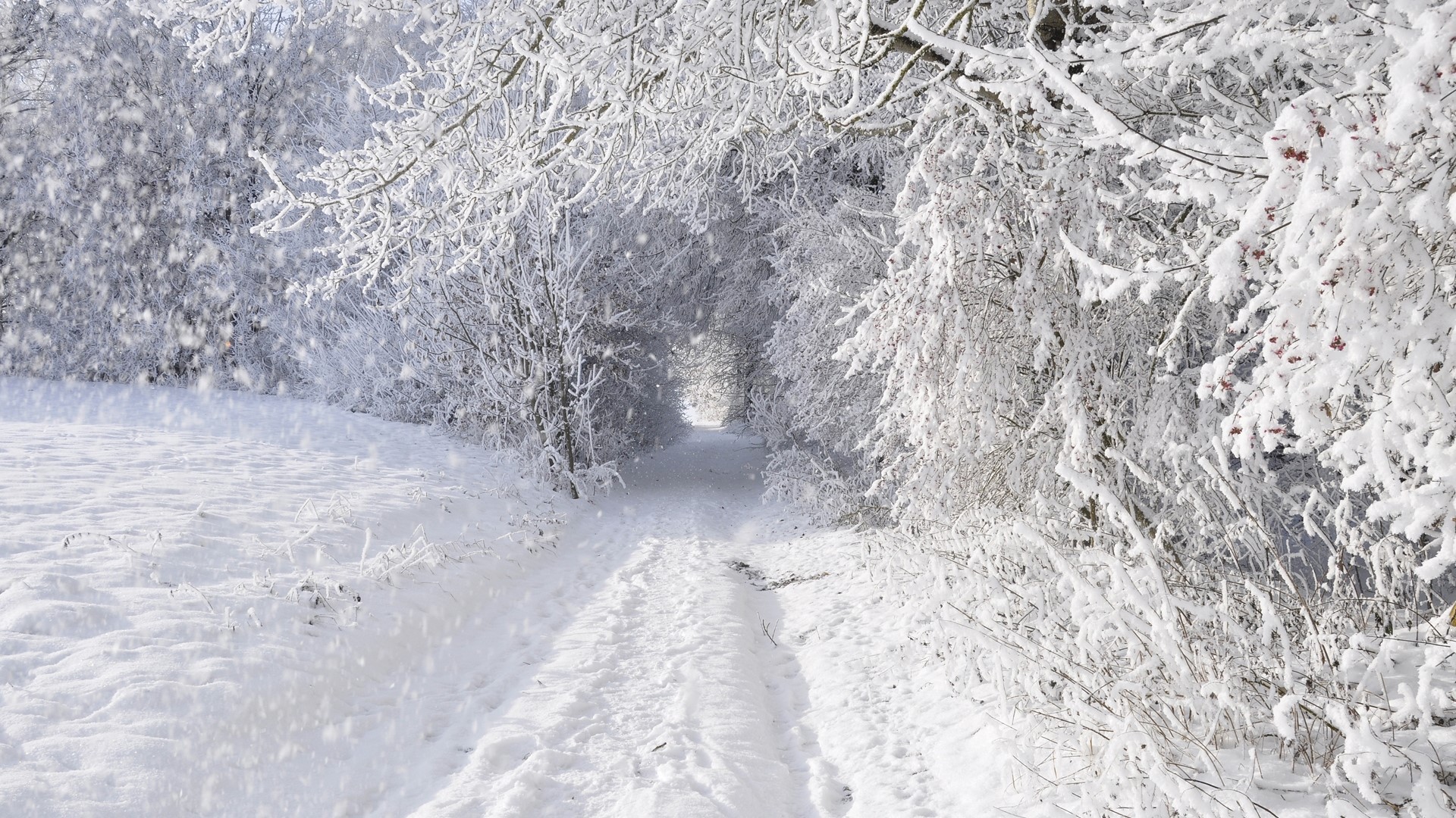 Snowy forest path with falling snow HD Wallpaper