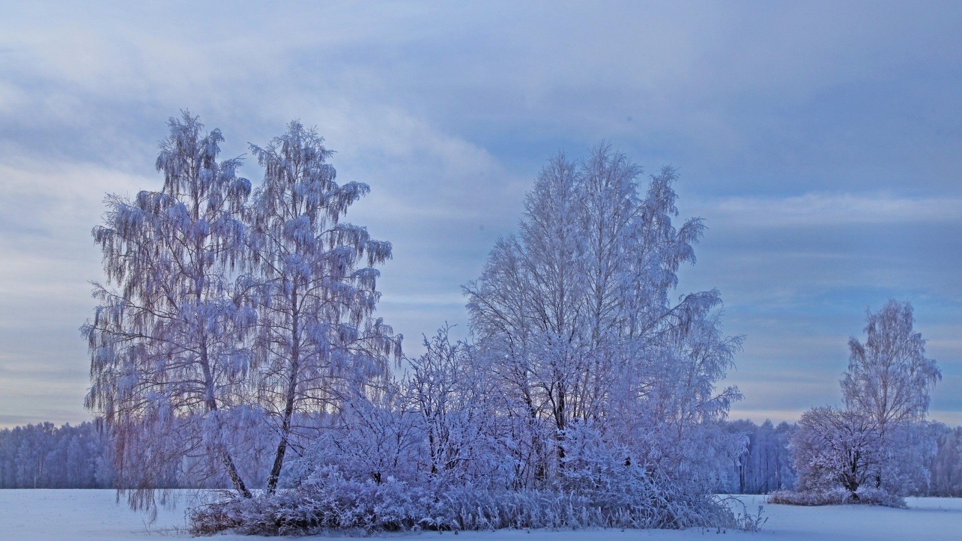 Snowy trees in a winter landscape HD Wallpaper