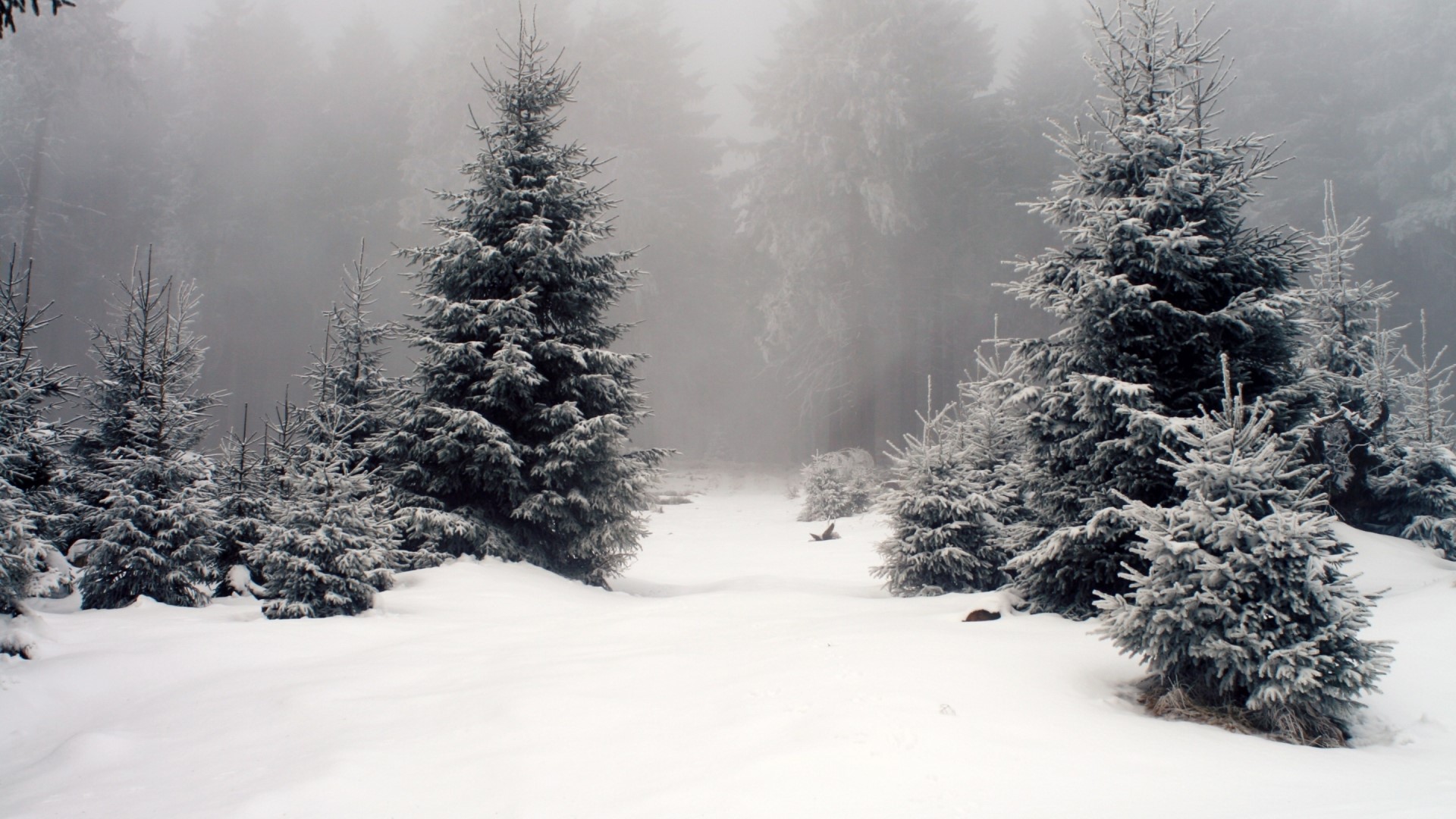 Snow-covered fir trees in a foggy winter forest HD Wallpaper