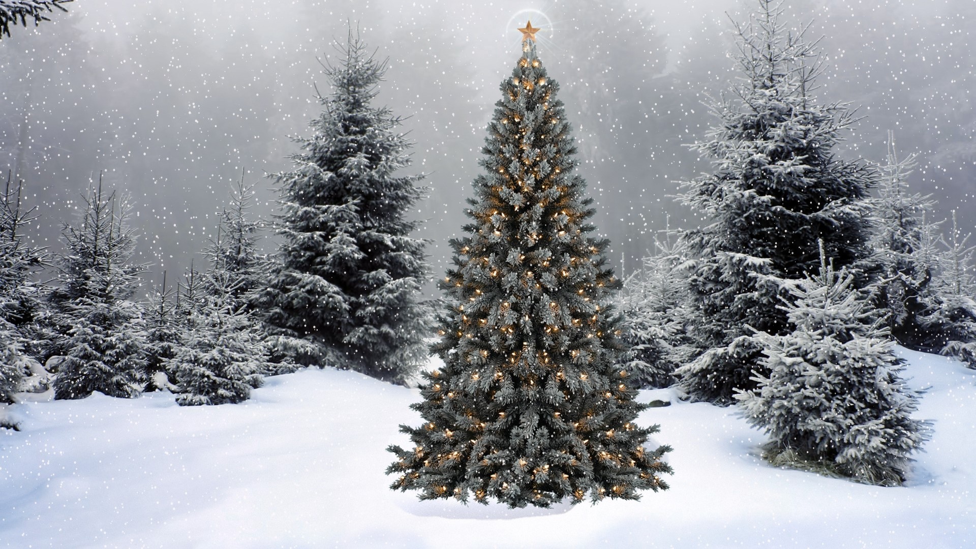 Christmas tree in a snowy forest HD Wallpaper