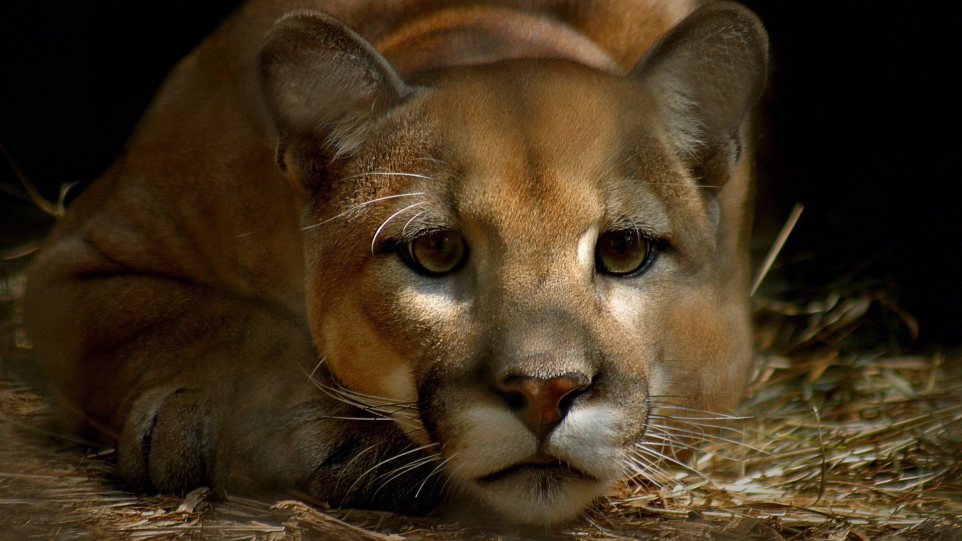 Close-up of a Puma's face HD Wallpaper
