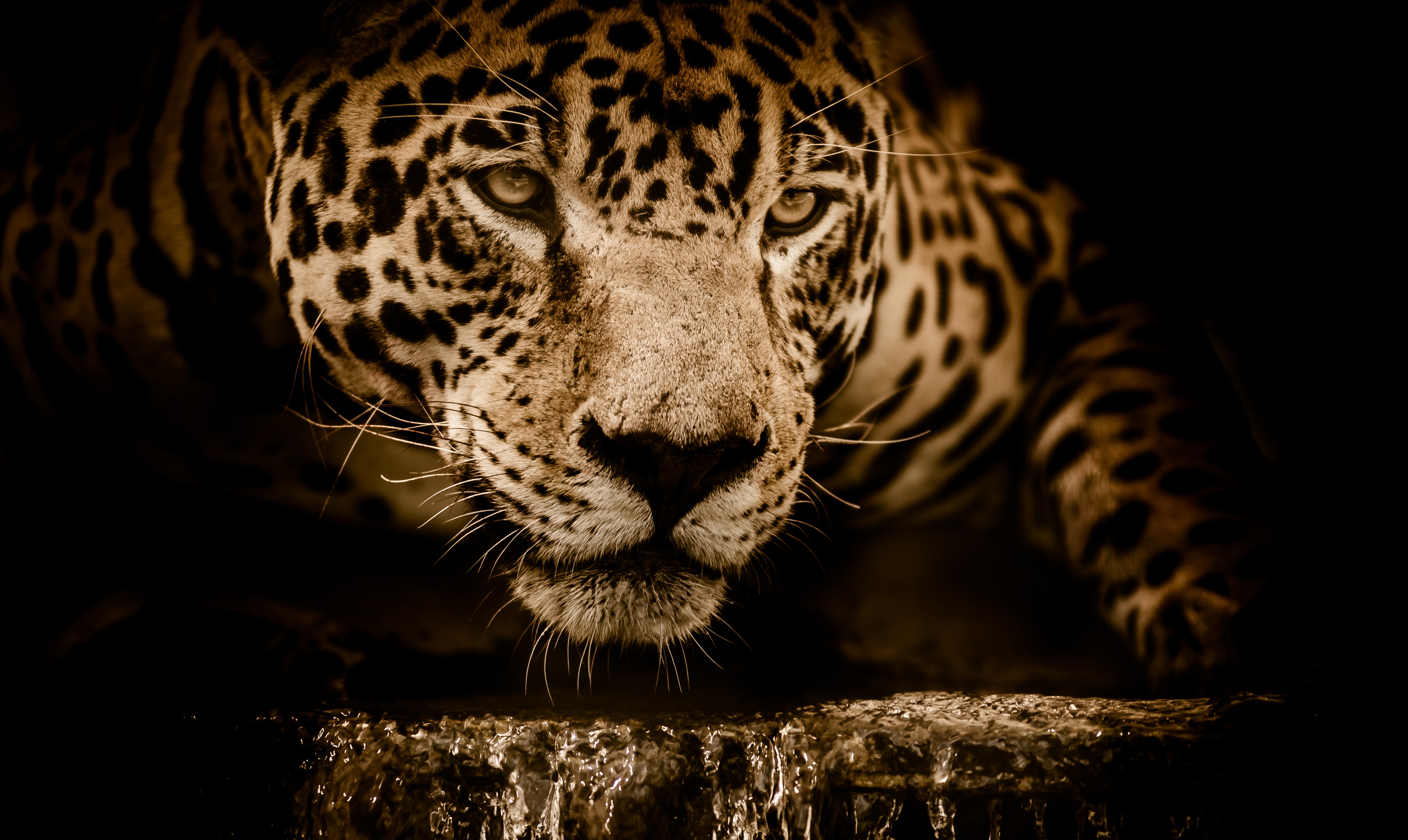 Jaguar drinking water 4K HD Wallpaper